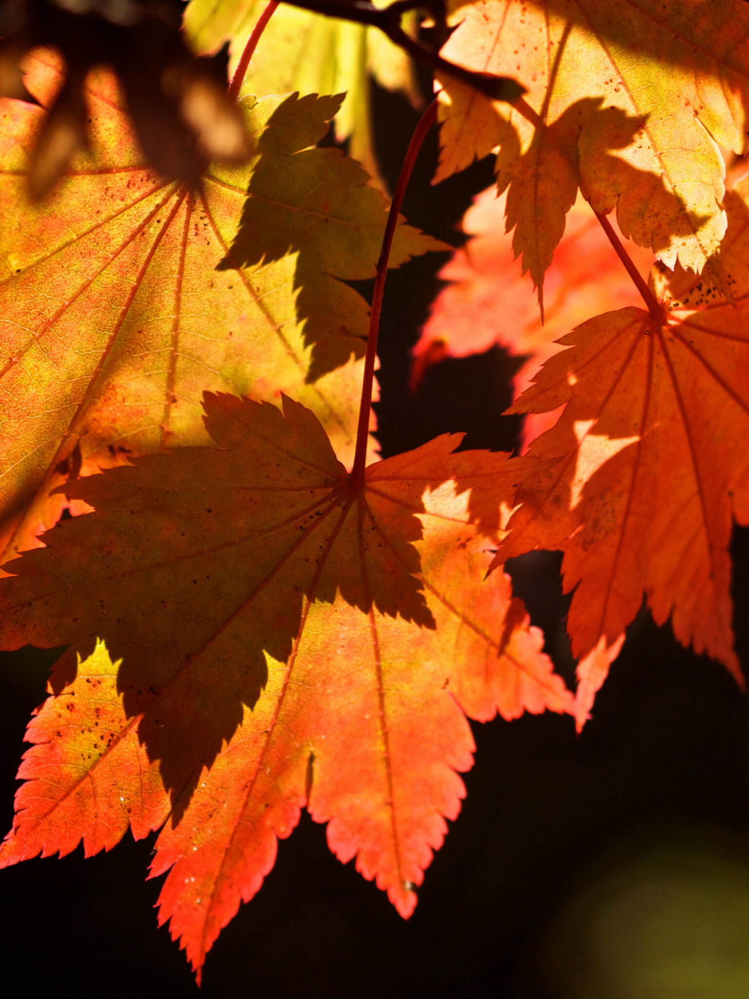 Leaf: Autumn, The primary site of photosynthesis in plants. 1540x2050 HD Wallpaper.