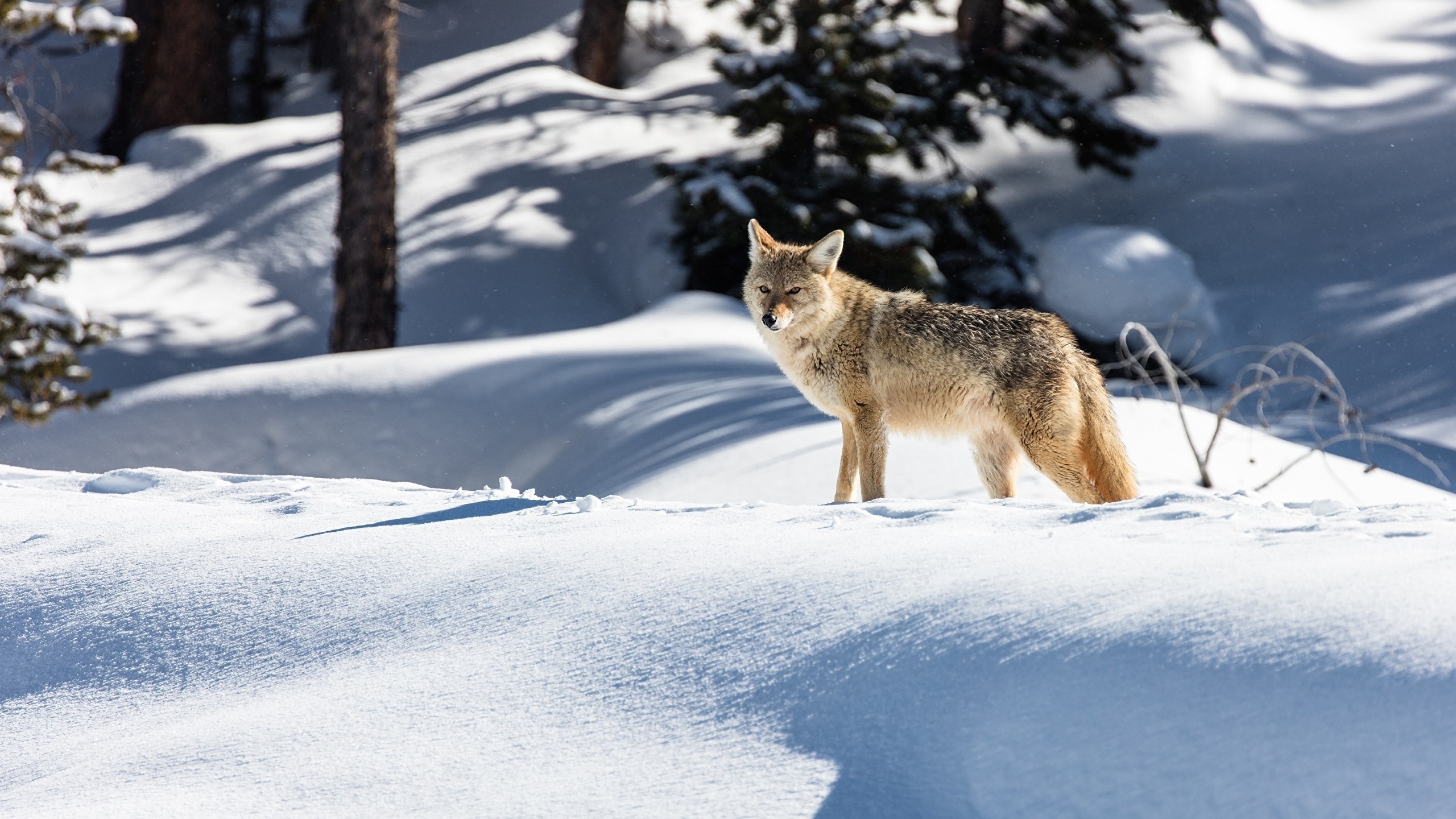 Harsh environment wildlife, Snow coyote winter, Cold wallpx, Breathtaking scenery, 2560x1440 HD Desktop