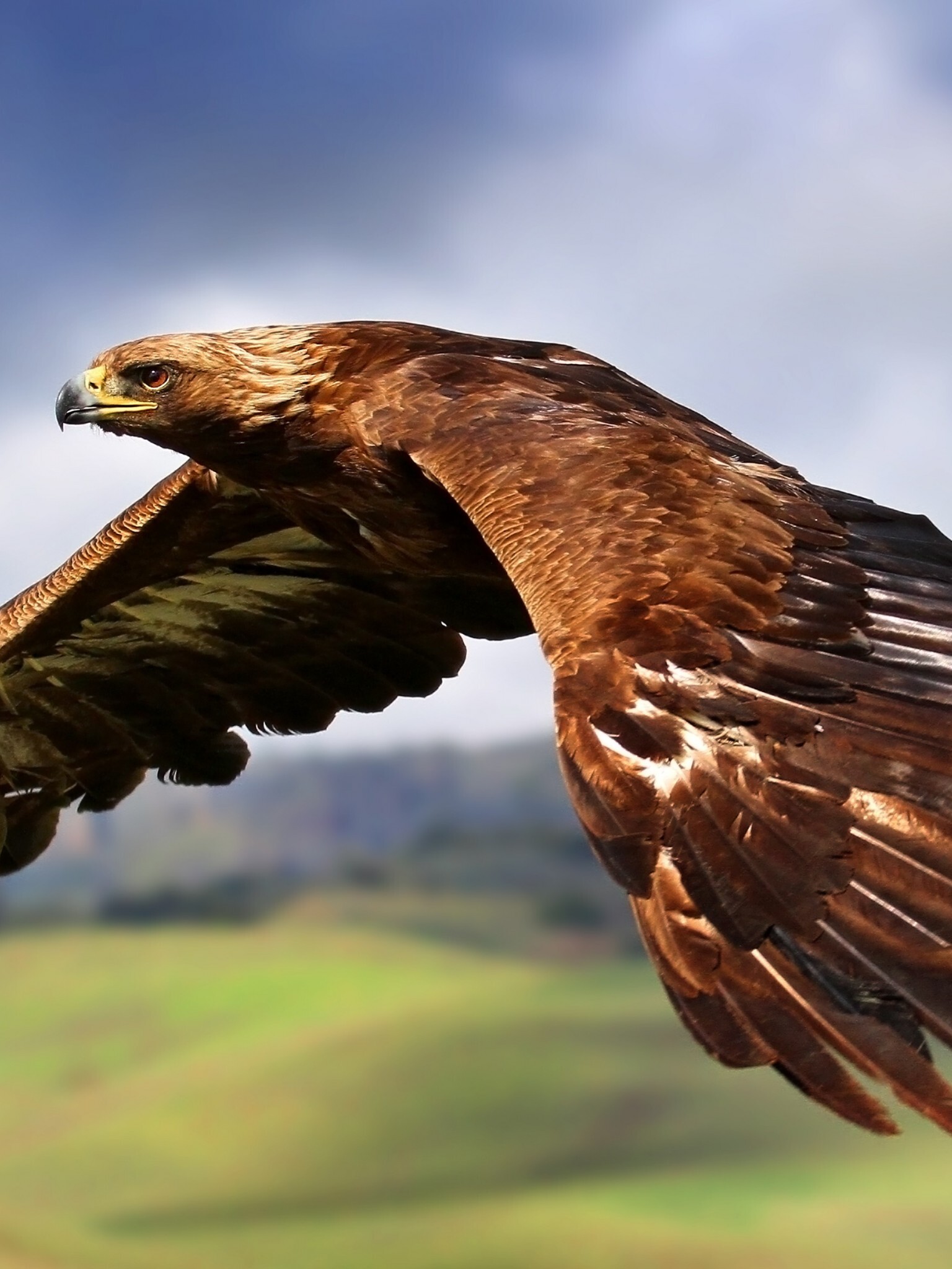 Golden Eagle: A living symbol of power, freedom, and transcendence, The bird with an amazing eyesight. 1540x2050 HD Background.