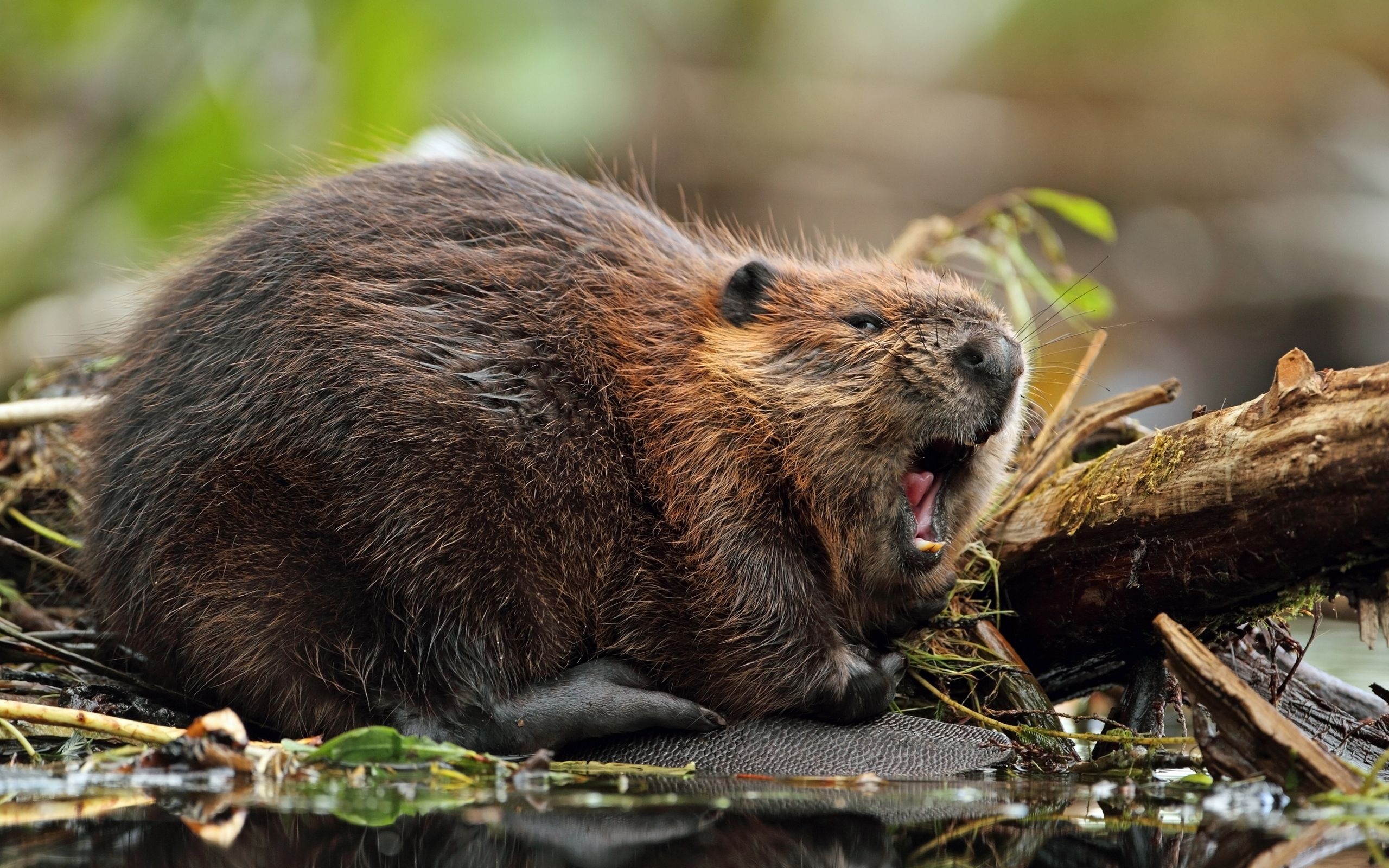 Beaver, Top free beaver backgrounds, 2560x1600 HD Desktop