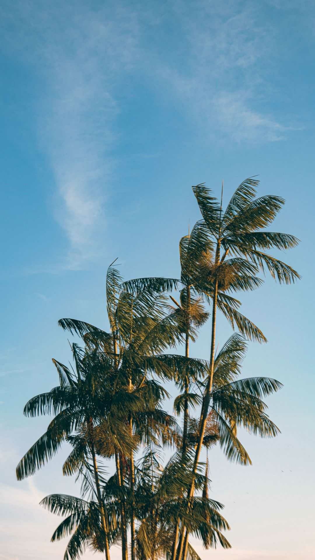 Palm Tree: Cocos nucifera, Mainly cultivated by local farmers in Indonesia, the Philippines and India. 1080x1920 Full HD Background.