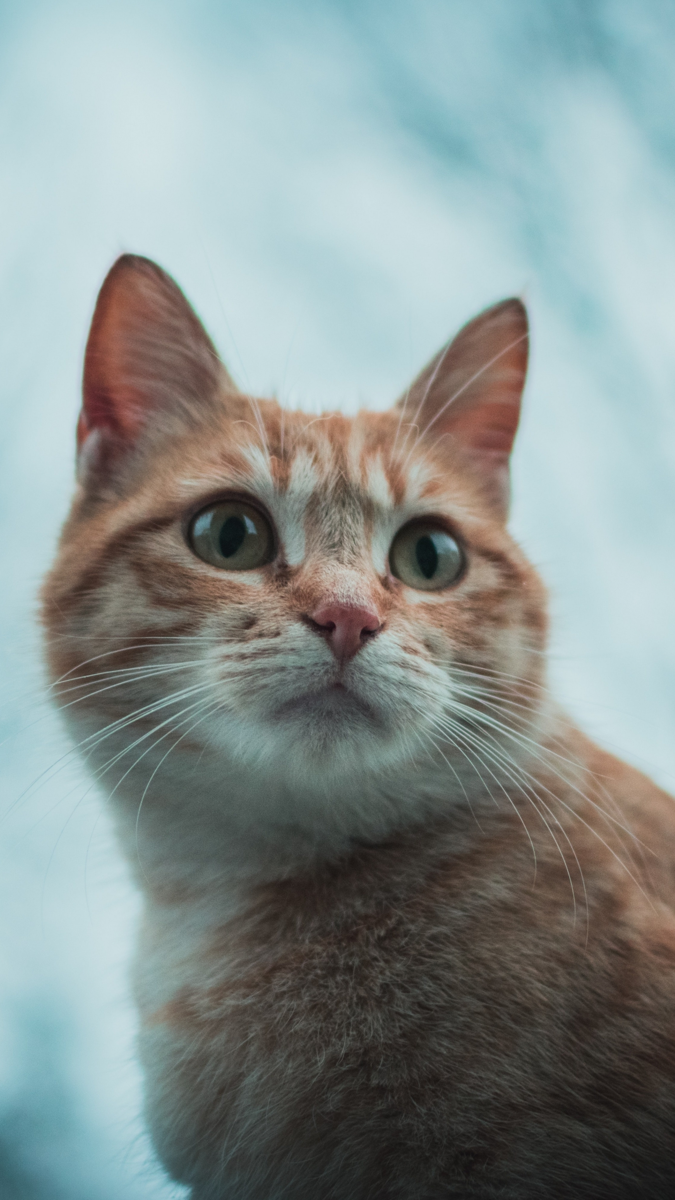 Feline pet cat, Animal wallpaper, Sony xperia z5 premium dual hd image, 2160x3840 4K Phone