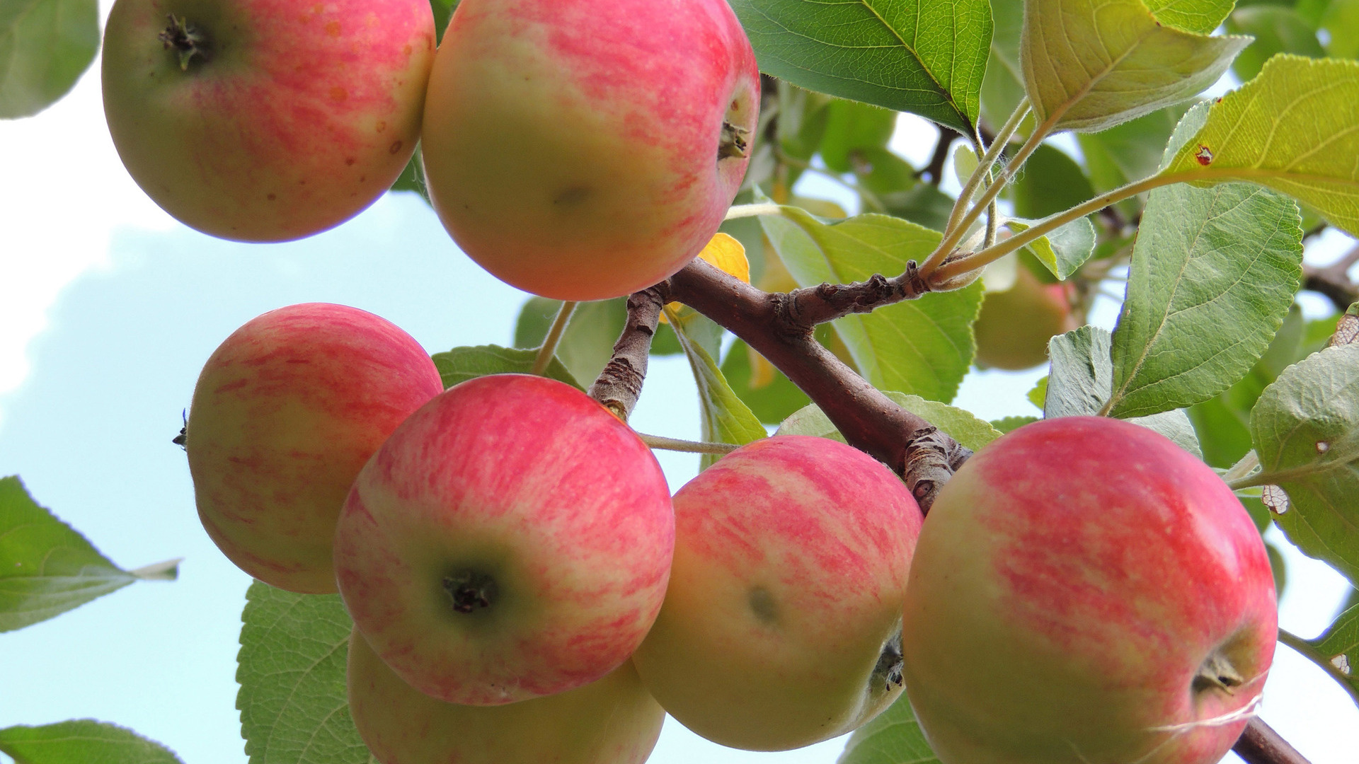 Apple Tree, 72 apple tree wallpaper, Nature, Fruits, 1920x1080 Full HD Desktop