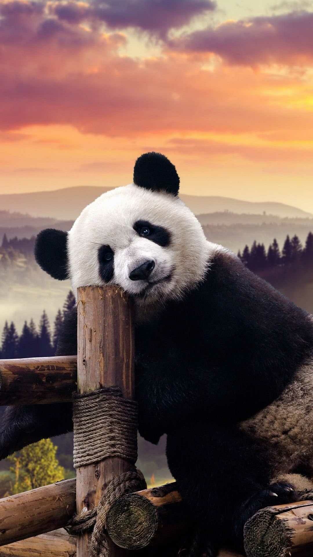 Bear: Panda, Ailuropoda melanoleuca, A bear species endemic to China. 1080x1920 Full HD Background.