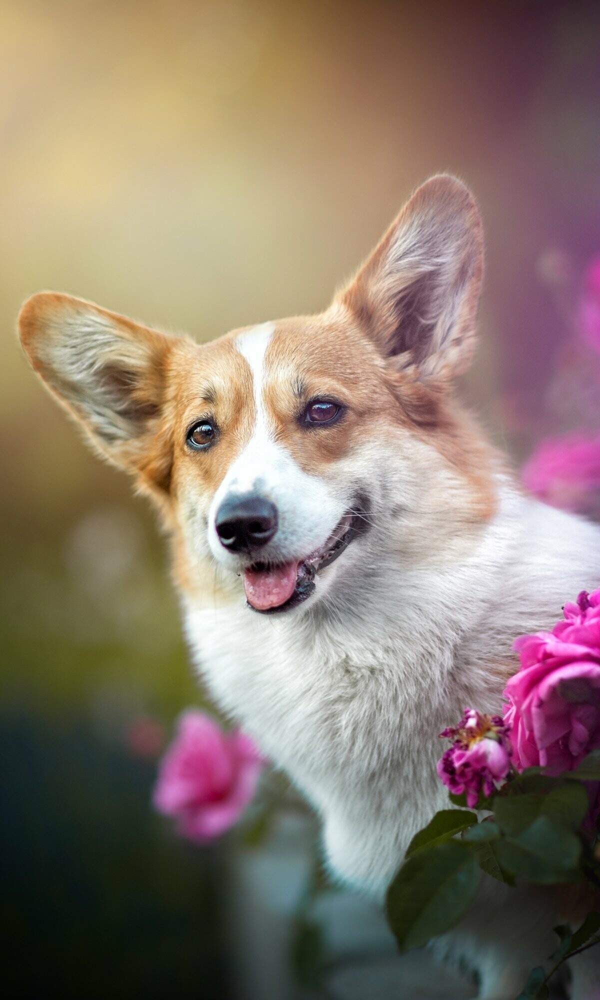 Corgi: A cattle herding dog breed that originated in Pembrokeshire, Wales. 1200x2000 HD Background.