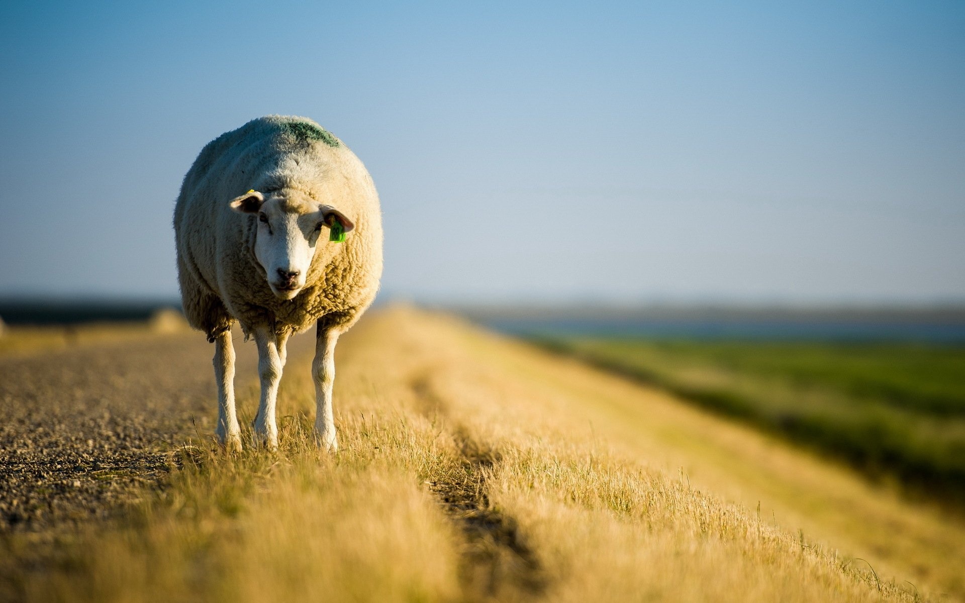 Sheep in meadows, Serene countryside views, Natural beauty, Peaceful grazing, 1920x1200 HD Desktop