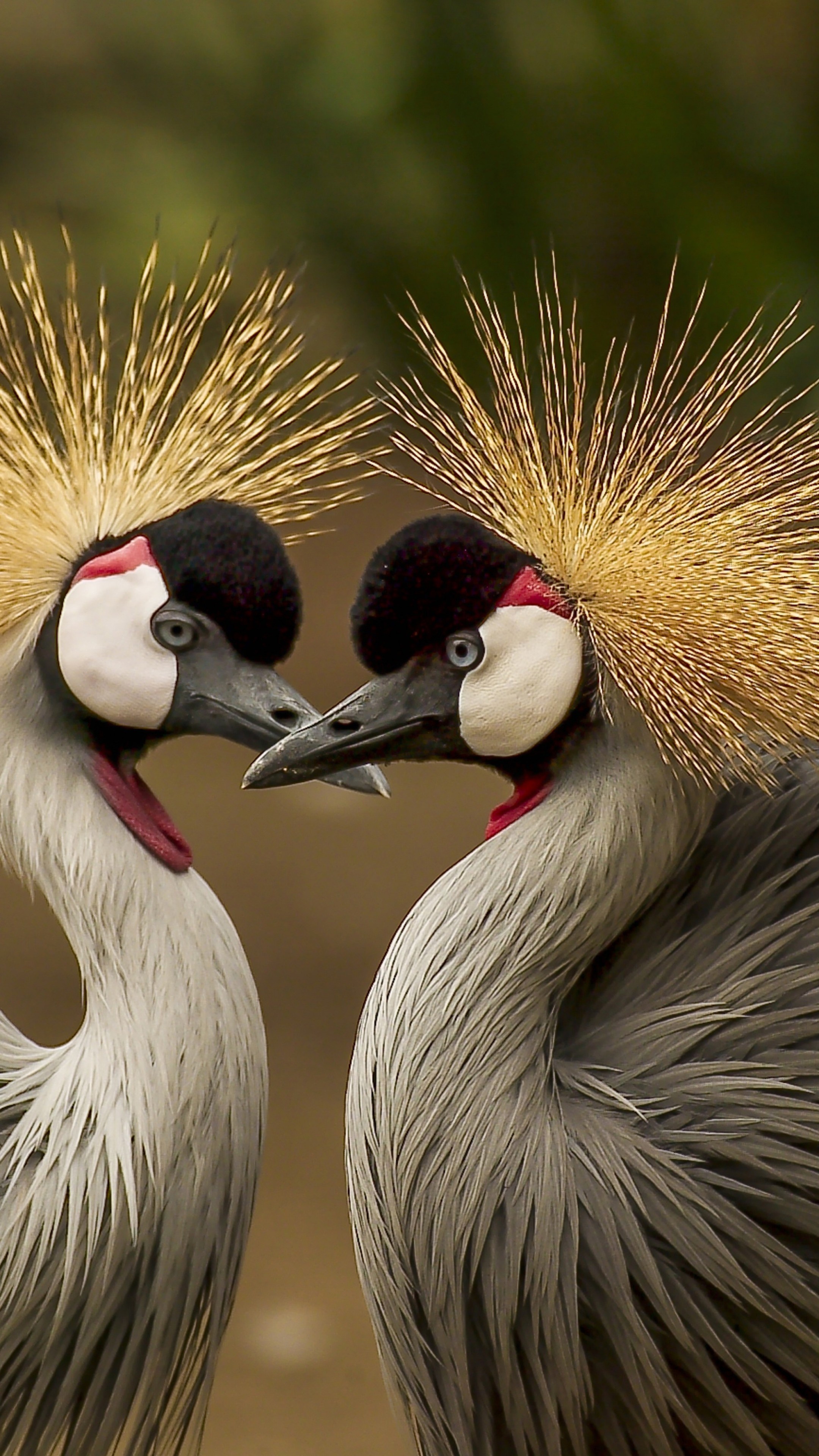 Crowned crane bird wallpaper, HD animals, Wildlife photography, Exquisite avian, 2160x3840 4K Phone