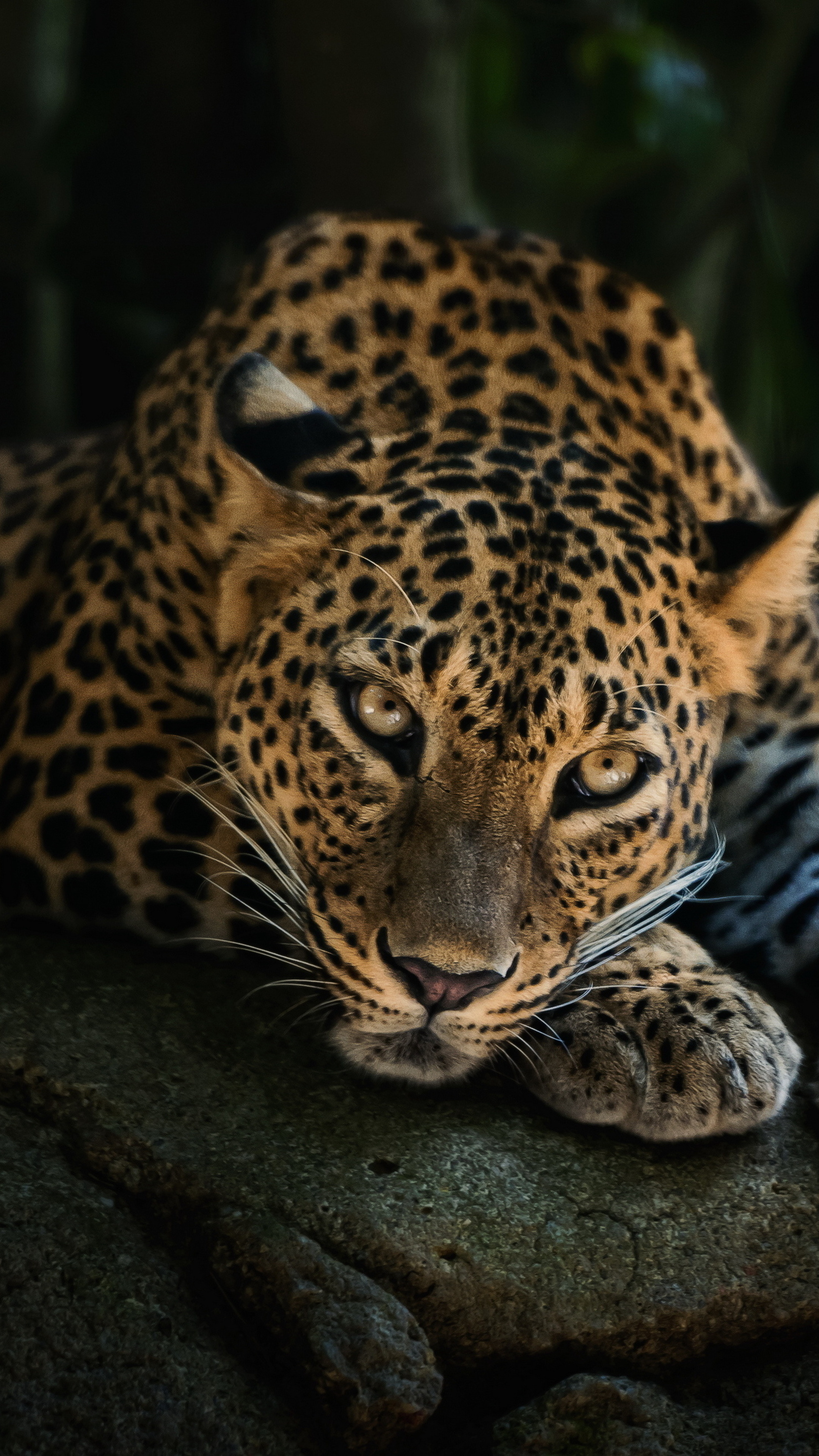 Leopard Sony Xperia, HD wallpapers, 2160x3840 4K Phone