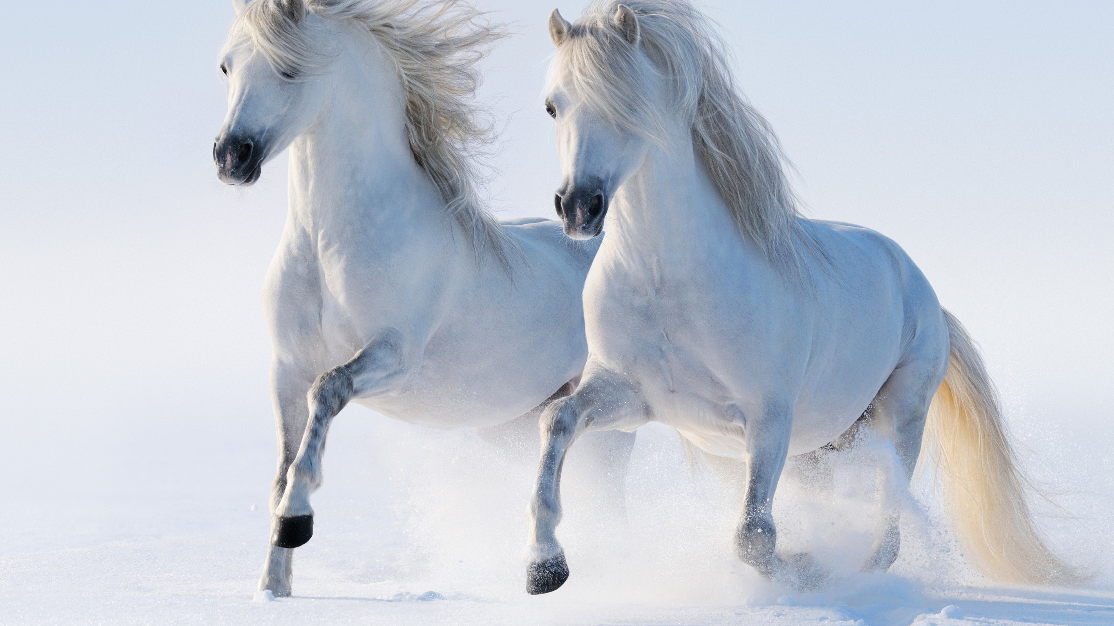 Horses in the snow, Cute animals, Winter photography, Scenic beauty, 3840x2160 4K Desktop