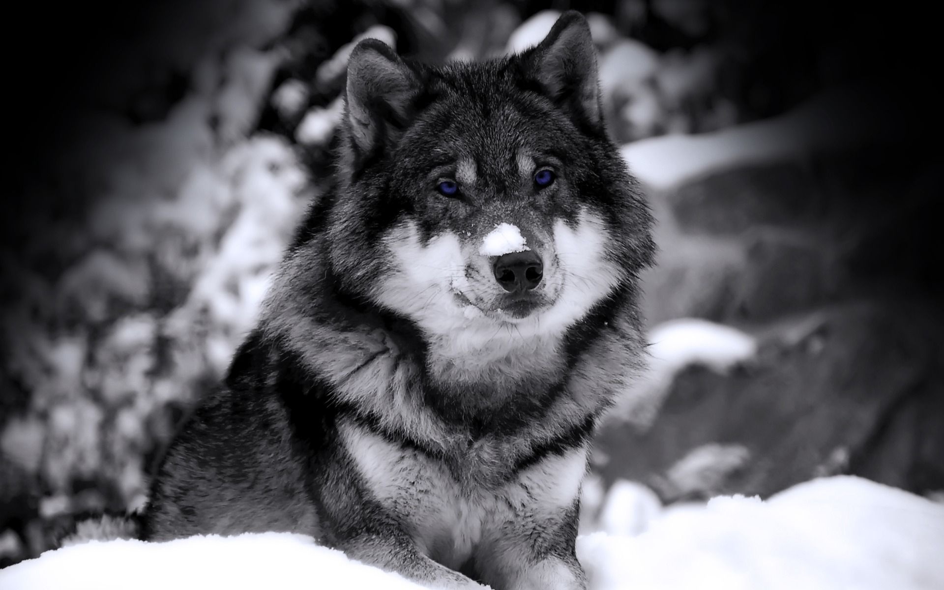 Ice Wolf, Piercing eyes, Mystical beauty, Arctic king, 1920x1200 HD Desktop