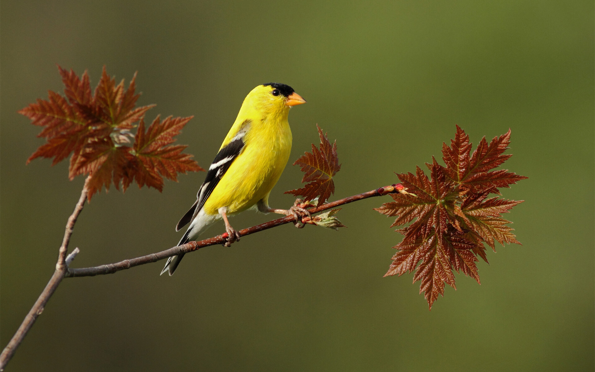 Bird: Warm-blooded vertebrate of the class Aves, American Goldfinch. 1920x1200 HD Background.