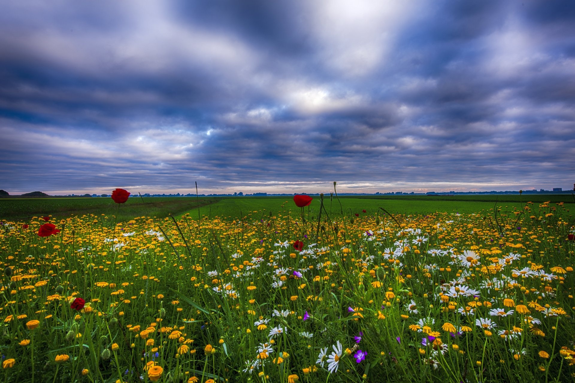 Flower Field: Herb meadow, Herbaceous plants, Grassland. 1920x1290 HD Background.