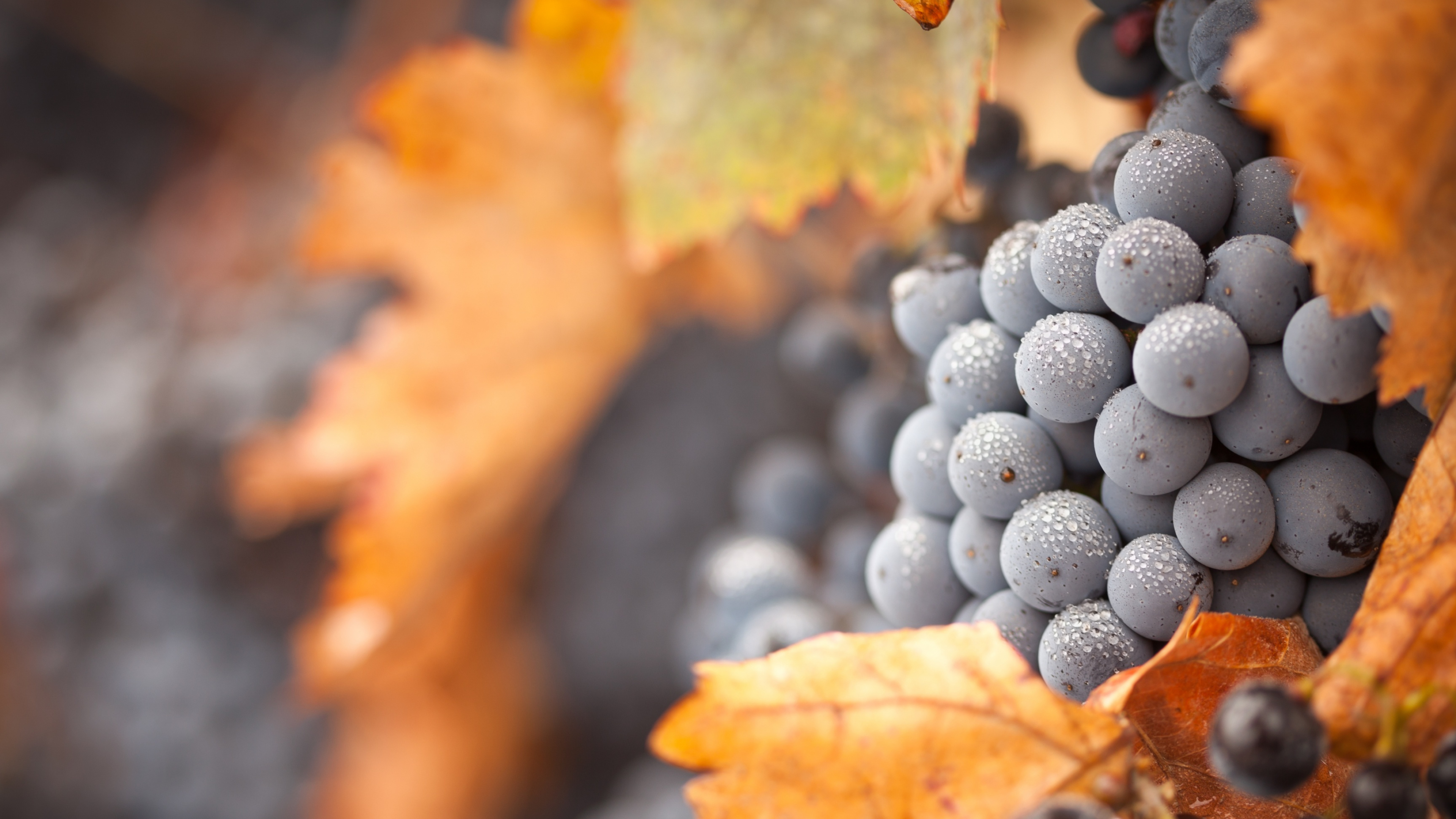 Grapes: A berry of the deciduous woody vines of the flowering plant genus Vitis. 3840x2160 4K Background.