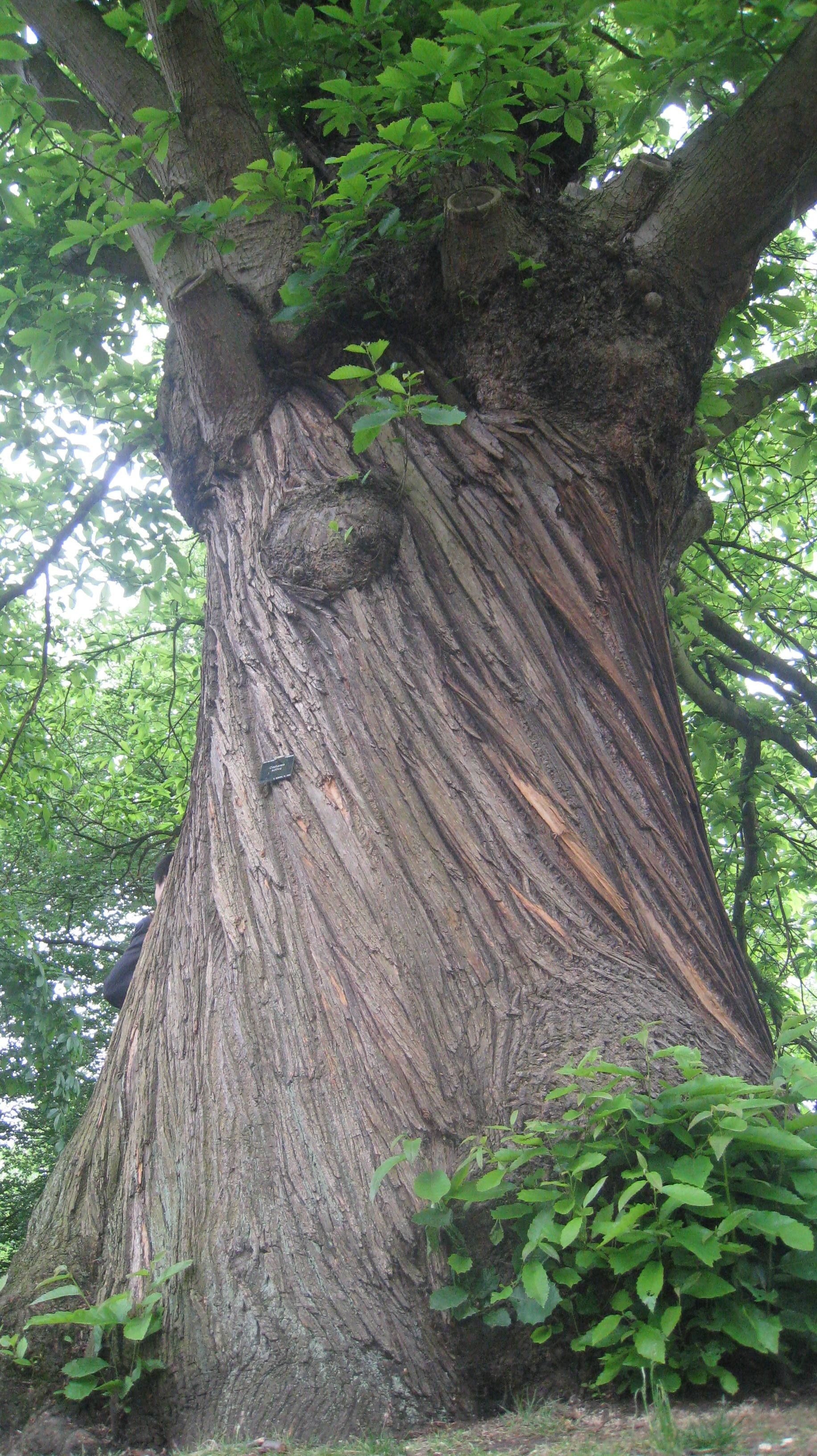 Chestnut Tree, Bark beauty, Ancient chestnut trees, Nature's sculpture, 1840x3270 HD Handy
