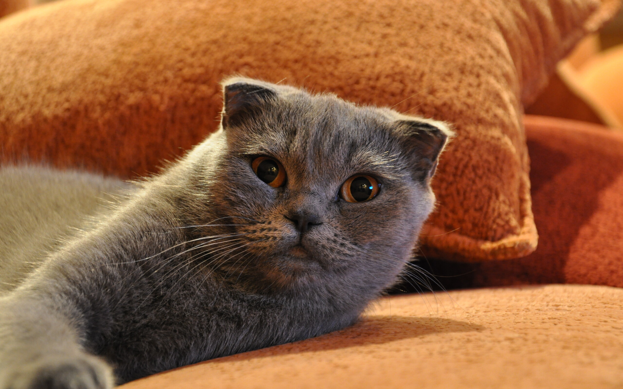 Scottish Fold: Well known for their distinct, folded ears. 2560x1600 HD Background.