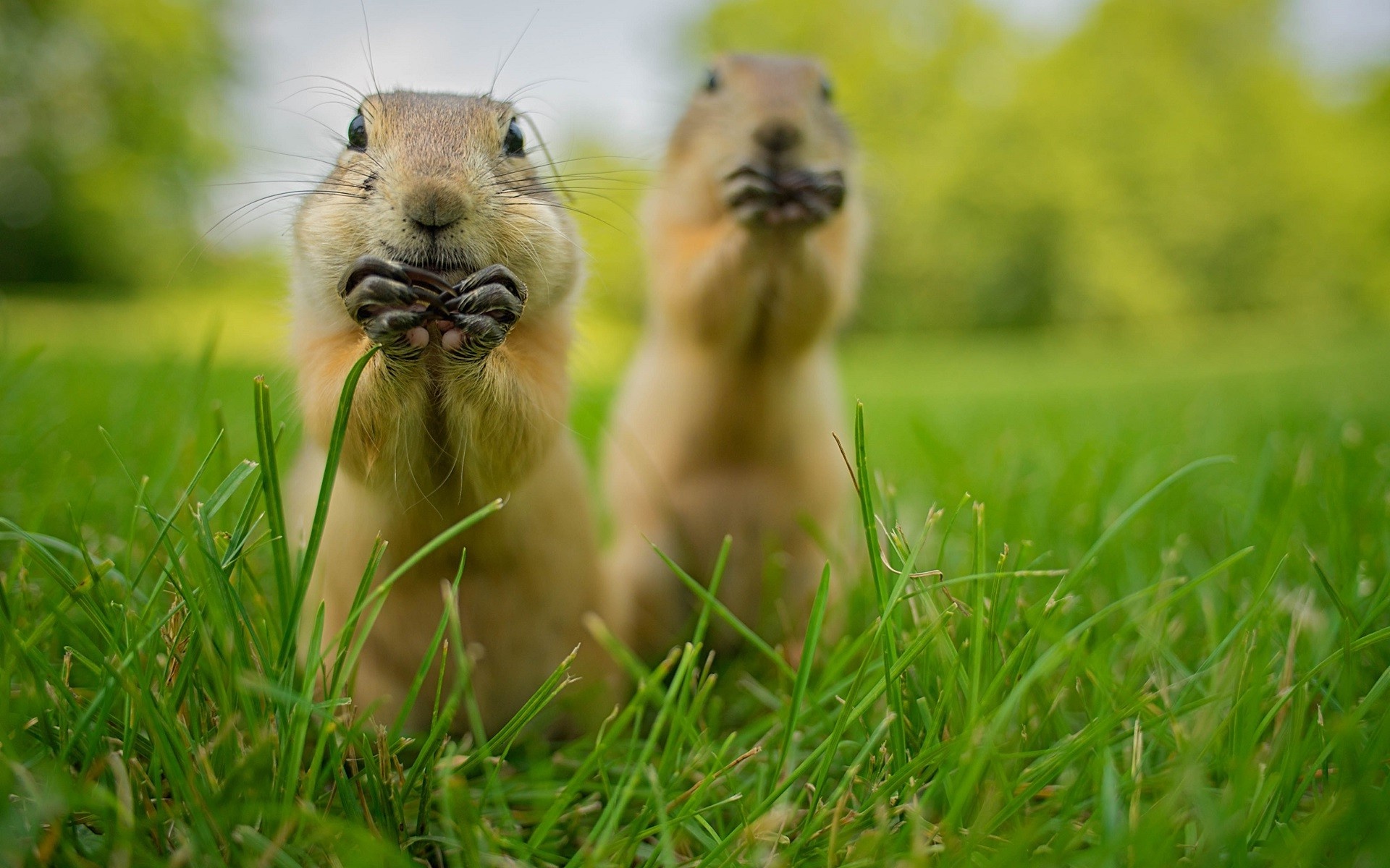 Prairie Dog Wallpapers, Posted by Samantha Sellers, 1920x1200 HD Desktop