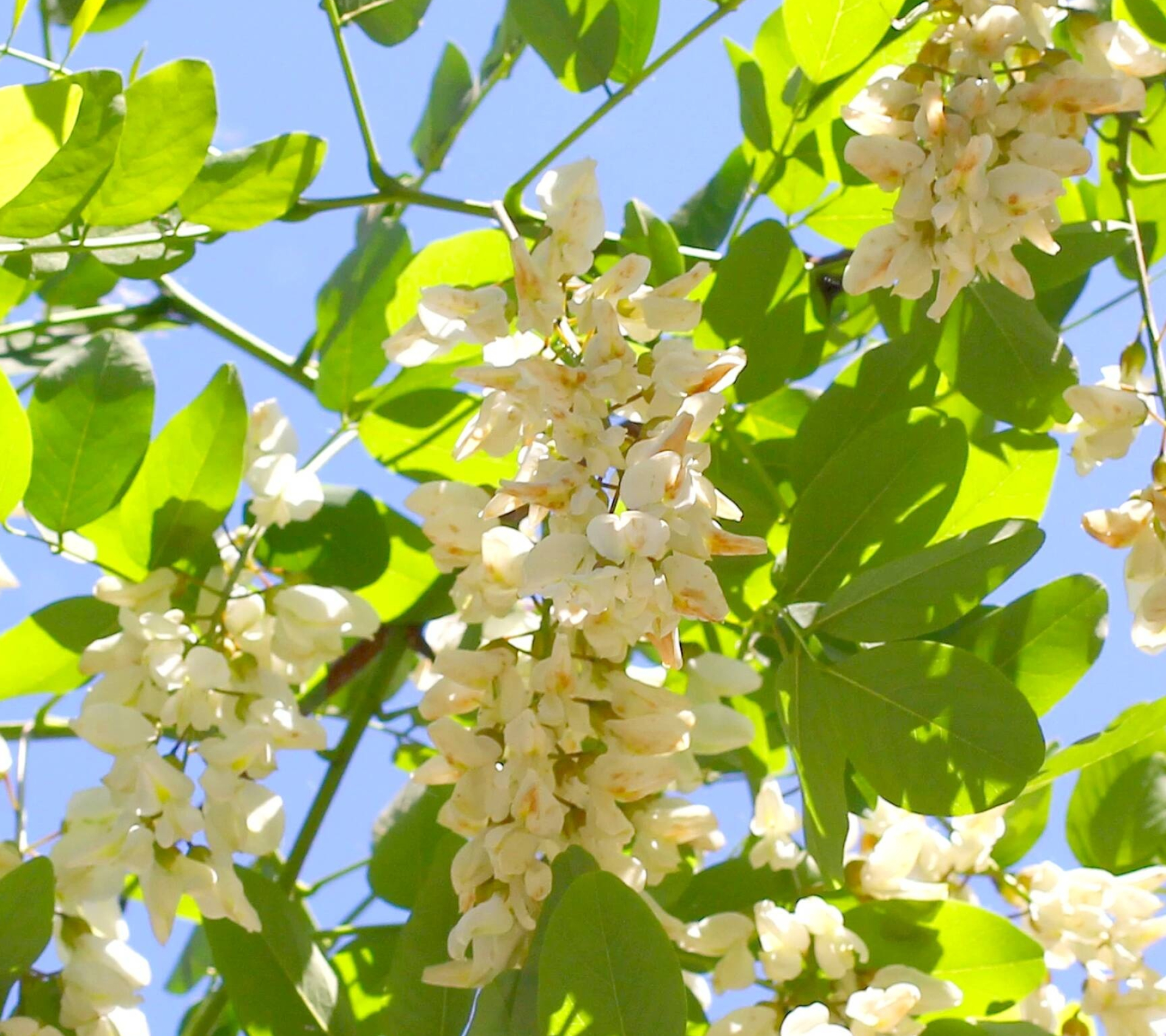 White flowers acacia, CC license image, Free picture download, Breathtaking beauty, 1920x1710 HD Desktop