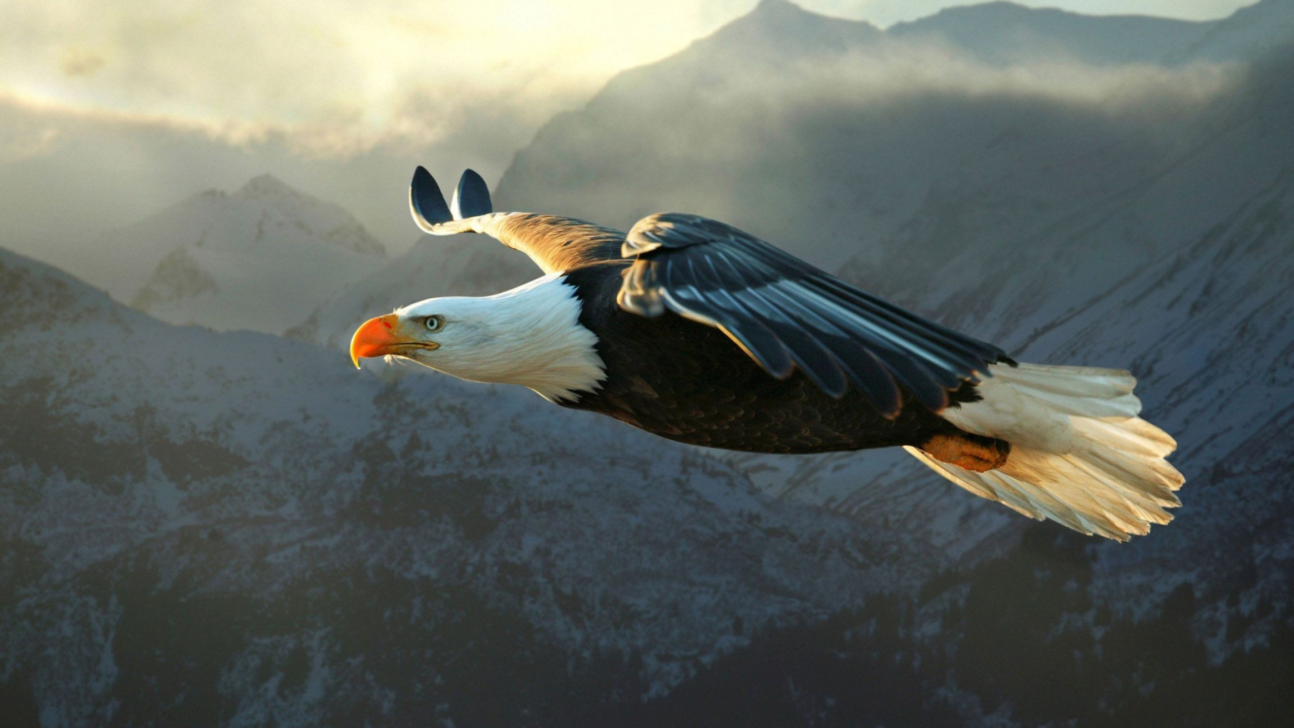 Bald Eagle, Powerful flyer, Soaring high, Eagle wallpapers, 2560x1440 HD Desktop