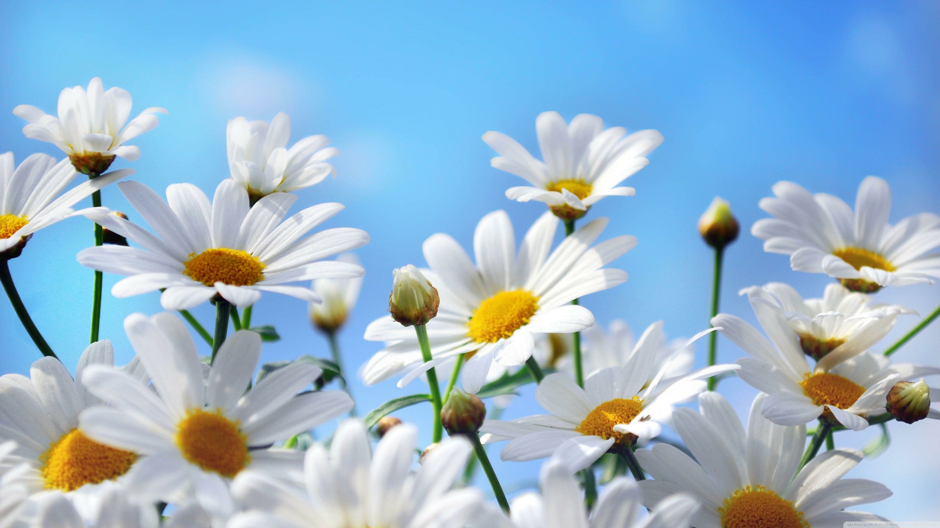 Daisy: A perennial herbaceous plant growing to 20 centimetres in height. 3840x2160 4K Wallpaper.