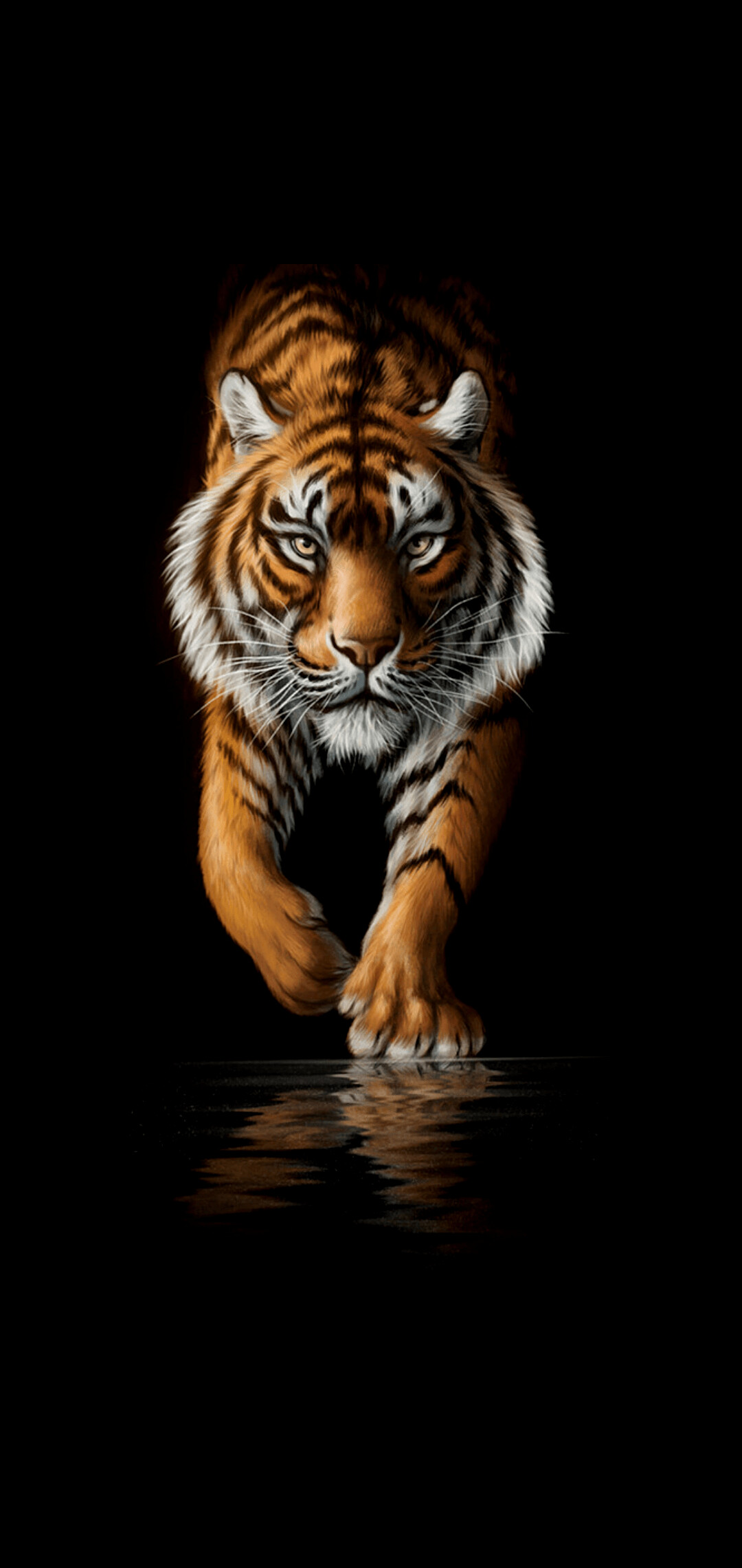 Tiger: Solitary ambush predator that relies on stealth and strength to take down prey. 1080x2280 HD Wallpaper.