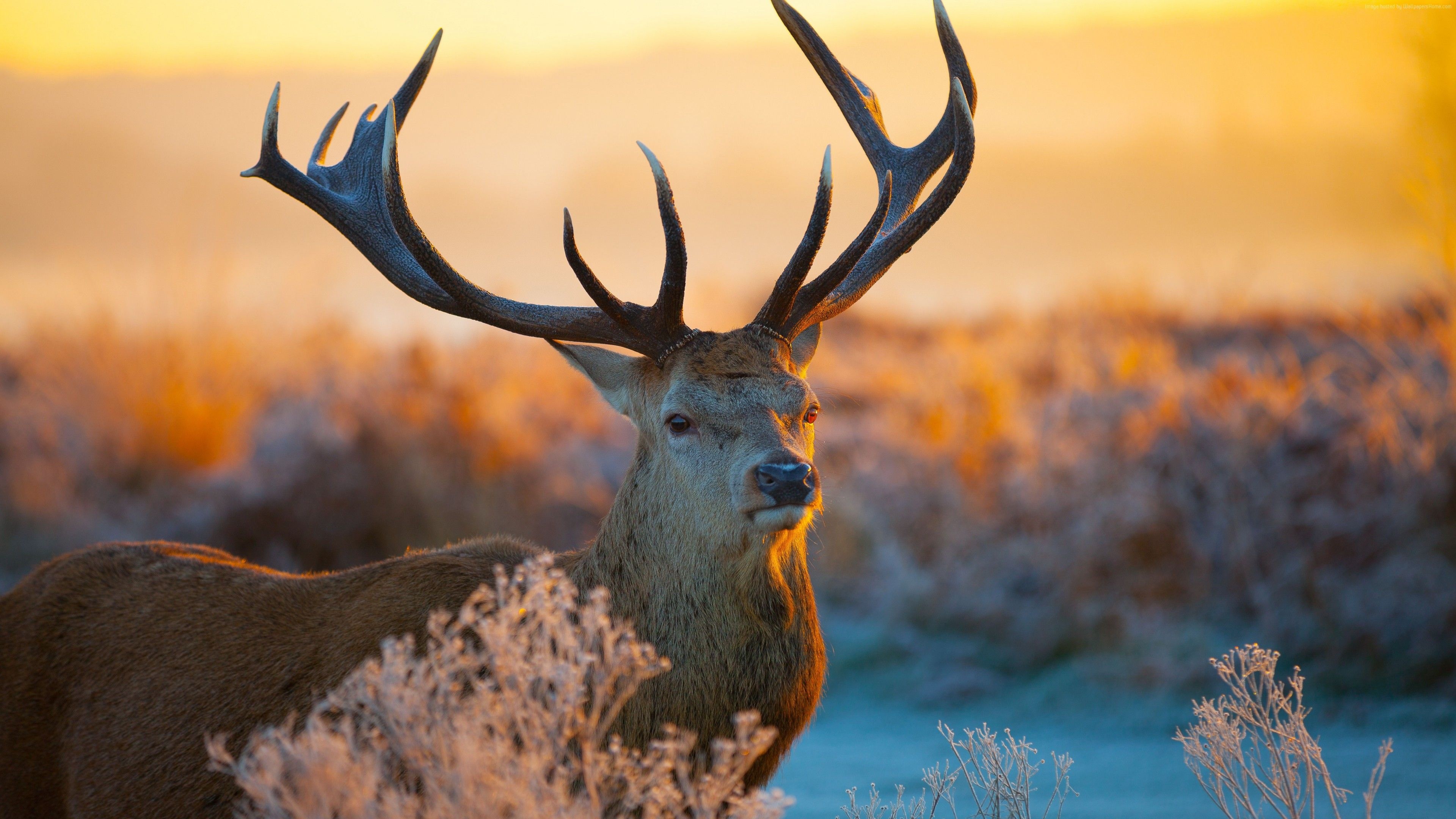 Beautiful deer wallpaper, Wild animals, Nature, Ideas, 3840x2160 4K Desktop