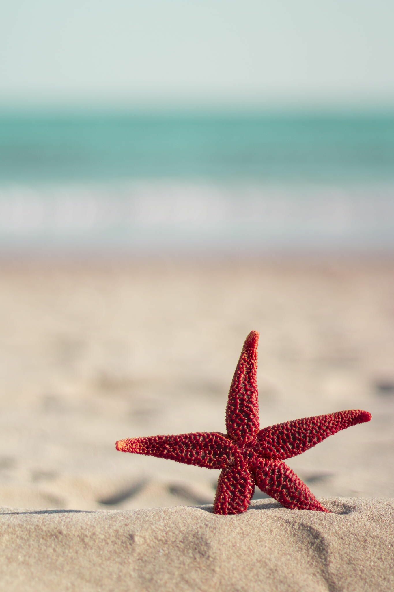 Starfish: Red starfish on the beach | Wallpaper iphone summer, Beach wallpaper, Ocean  wallpaper. 1370x2050 HD Wallpaper.