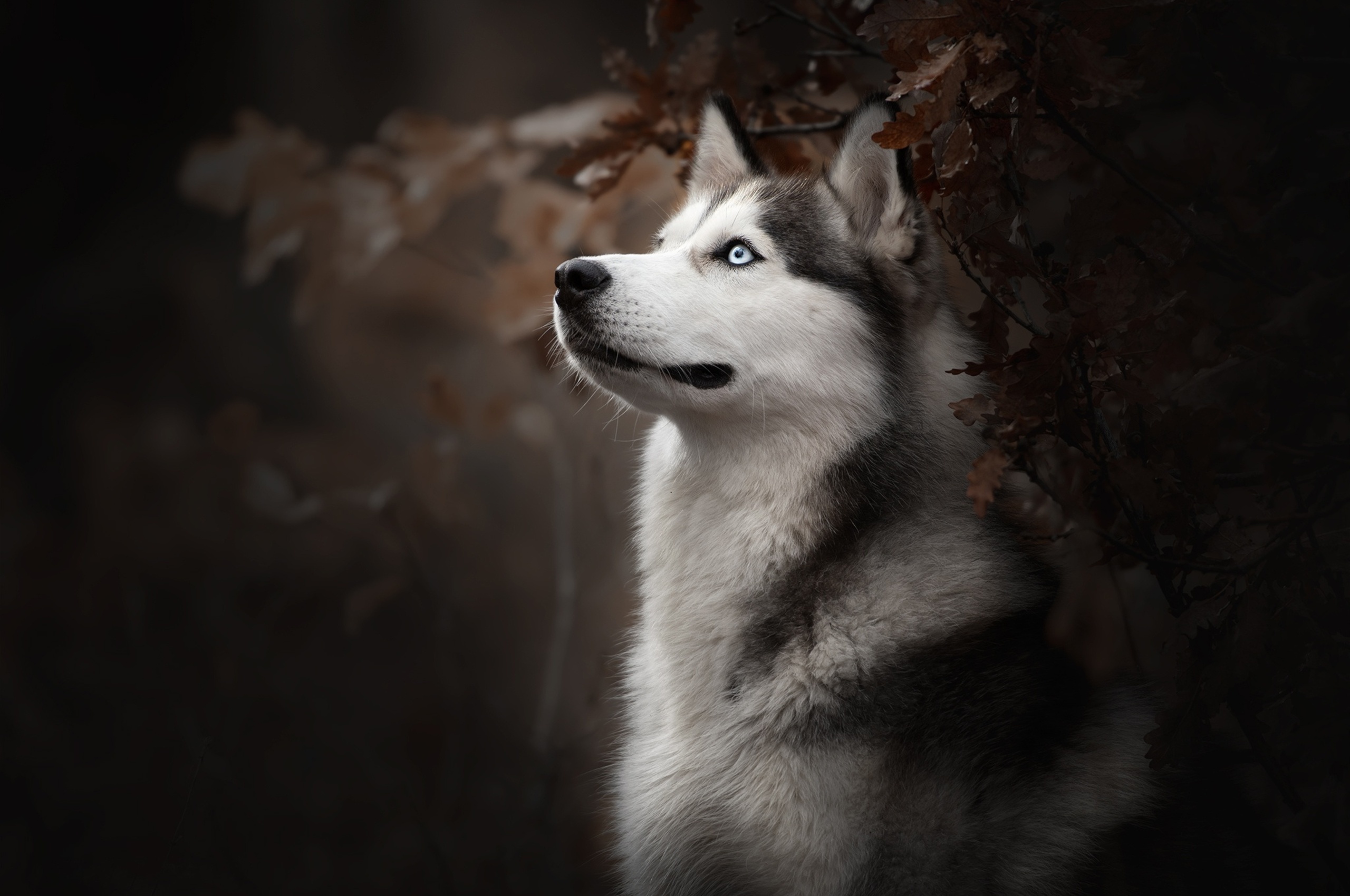 Siberian husky breed, Chromebook pixel wallpapers, High-definition images, Stunning and lifelike, 2560x1700 HD Desktop