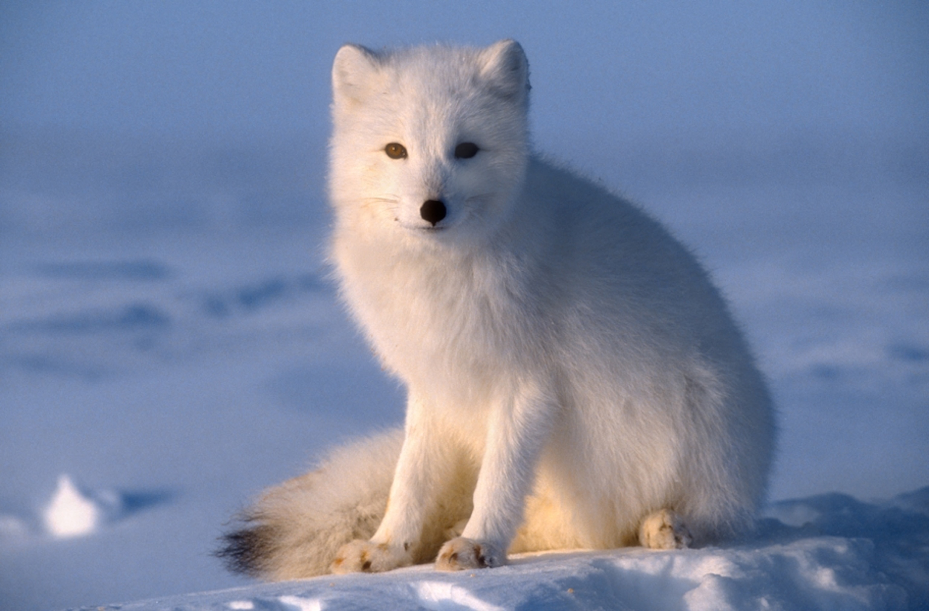 Silent arctic fox, Arctic beauty, Pristine white, Nature's marvel, 3080x2030 HD Desktop