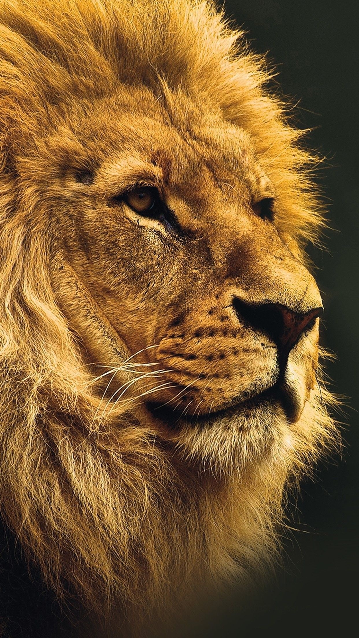 Nature wild animals lion, Wallpaper iPhone, 1250x2210 HD Handy