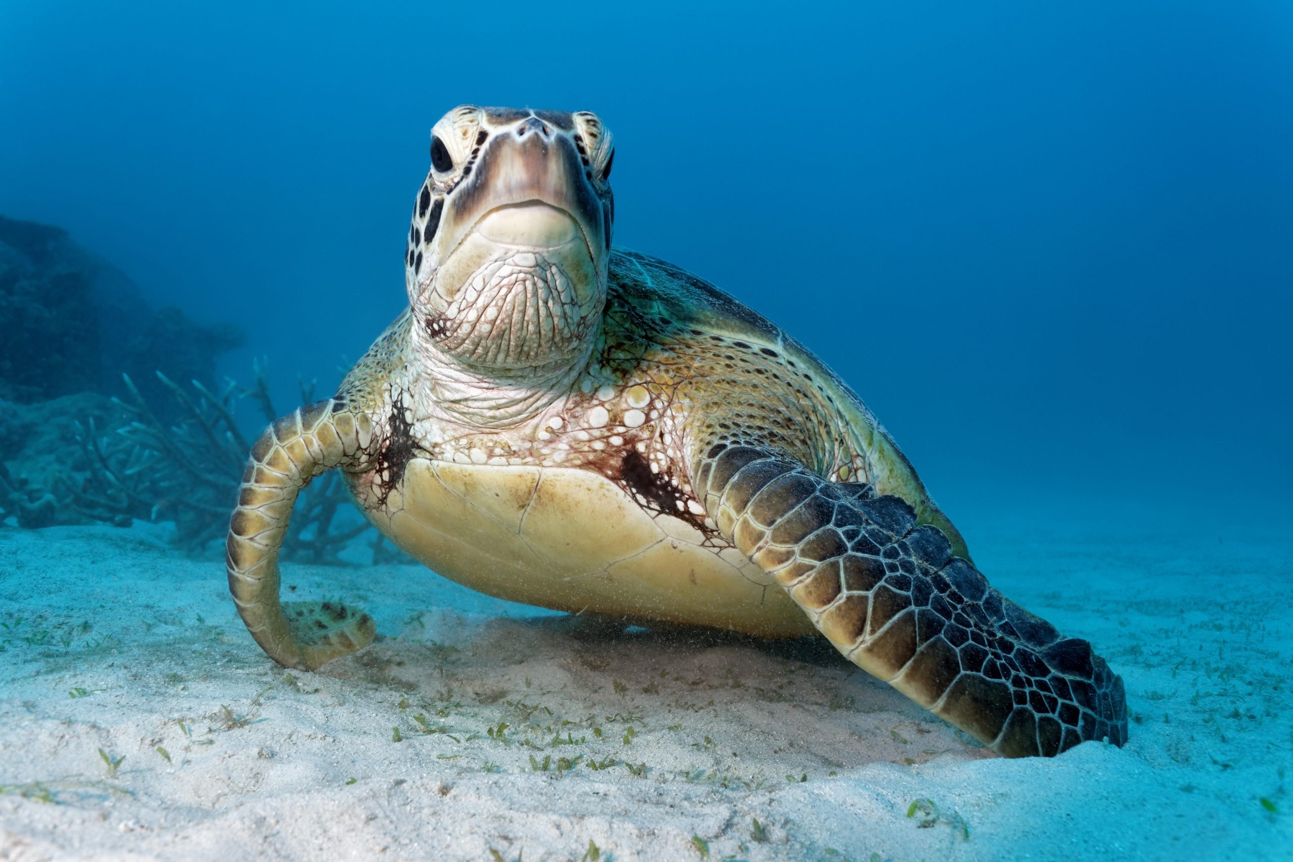 Perilous voyage, Green sea turtle, China seas, Sea turtle, 2560x1710 HD Desktop