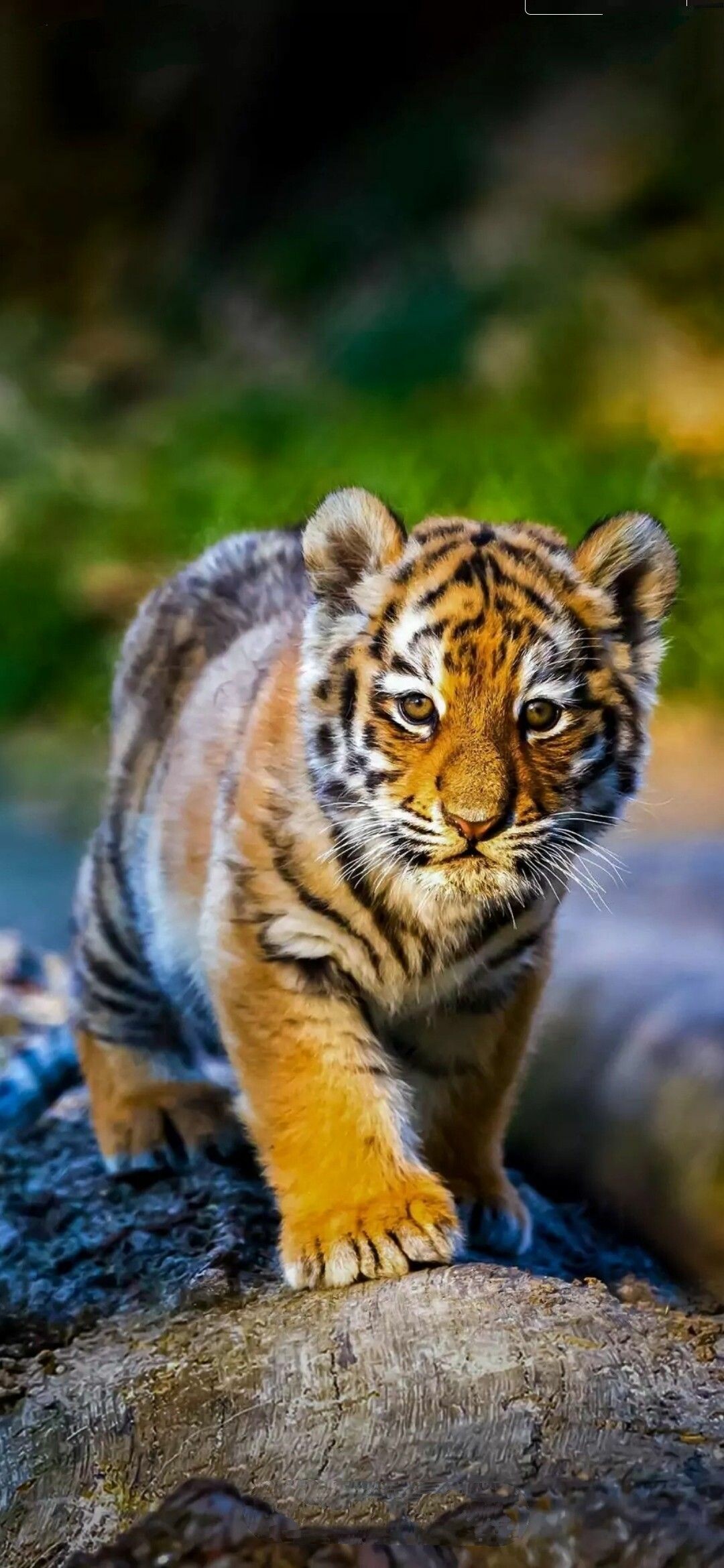 Tiger Cub: Wild cat with stripes, Big cats babies, Terrestrial animal. 1080x2340 HD Wallpaper.