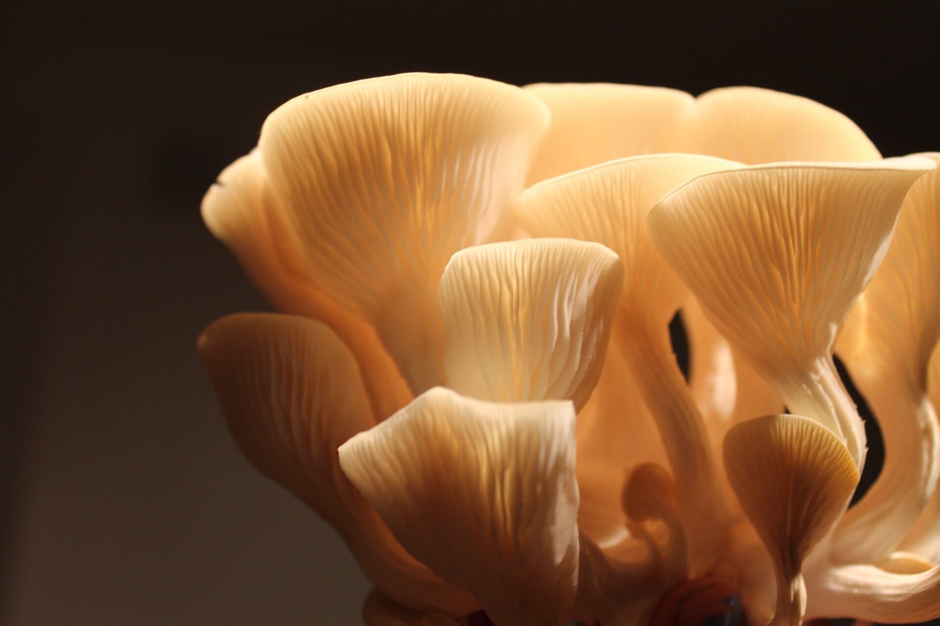 Oyster mushrooms, Gourmet delights, DIY mushroom kits, Culinary adventures, 1920x1280 HD Desktop