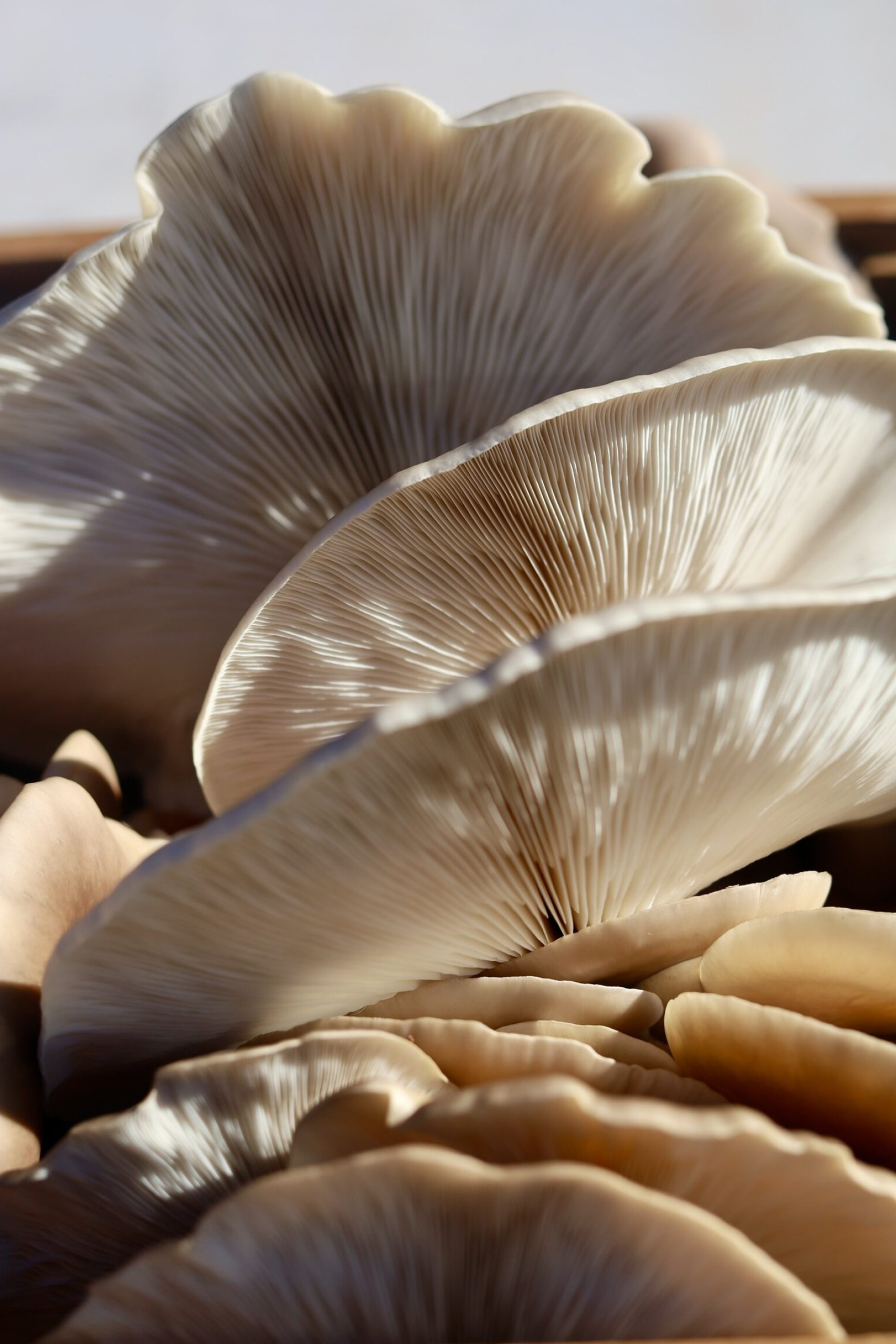 Oyster mushrooms, Homegrown produce, UK growers, Sustainable food, 1710x2560 HD Phone