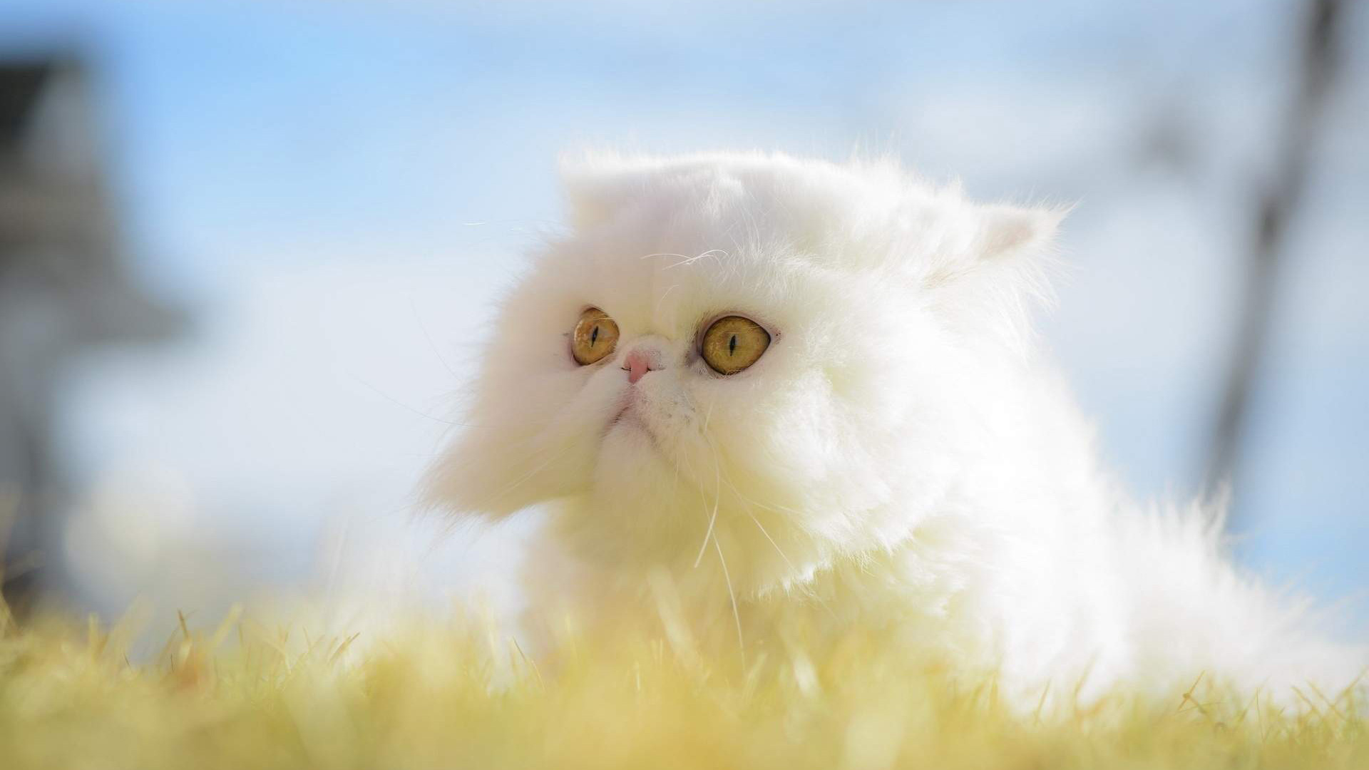 Exotic Shorthair Cat: These cats are medium-sized, with a broad, oval head and a short, "pushed-in'' muzzle. 1920x1080 Full HD Background.