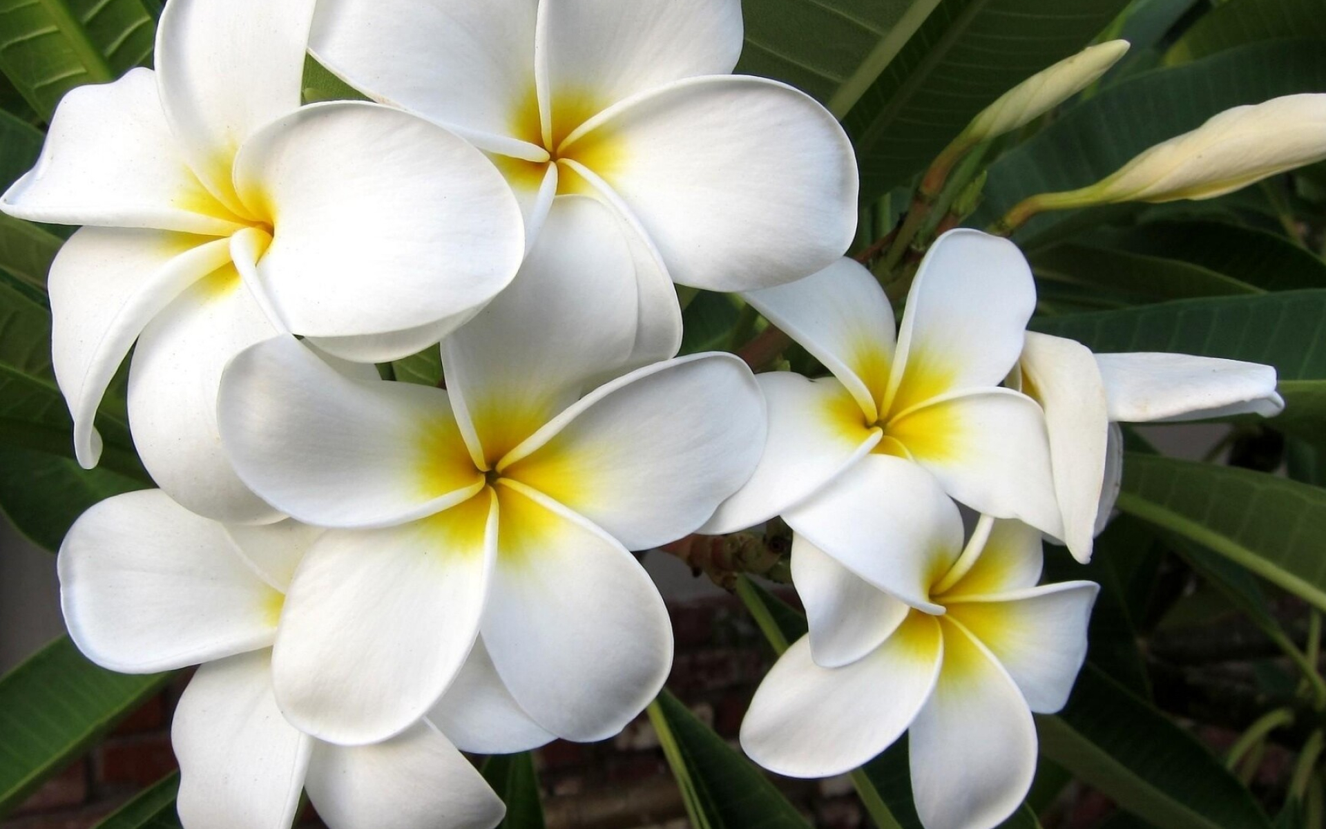 Frangipani Flower: Red flowers aren’t used for weddings, so only white and cream colored Plumeria are considered appropriate for declaring love between two people. 1920x1200 HD Wallpaper.