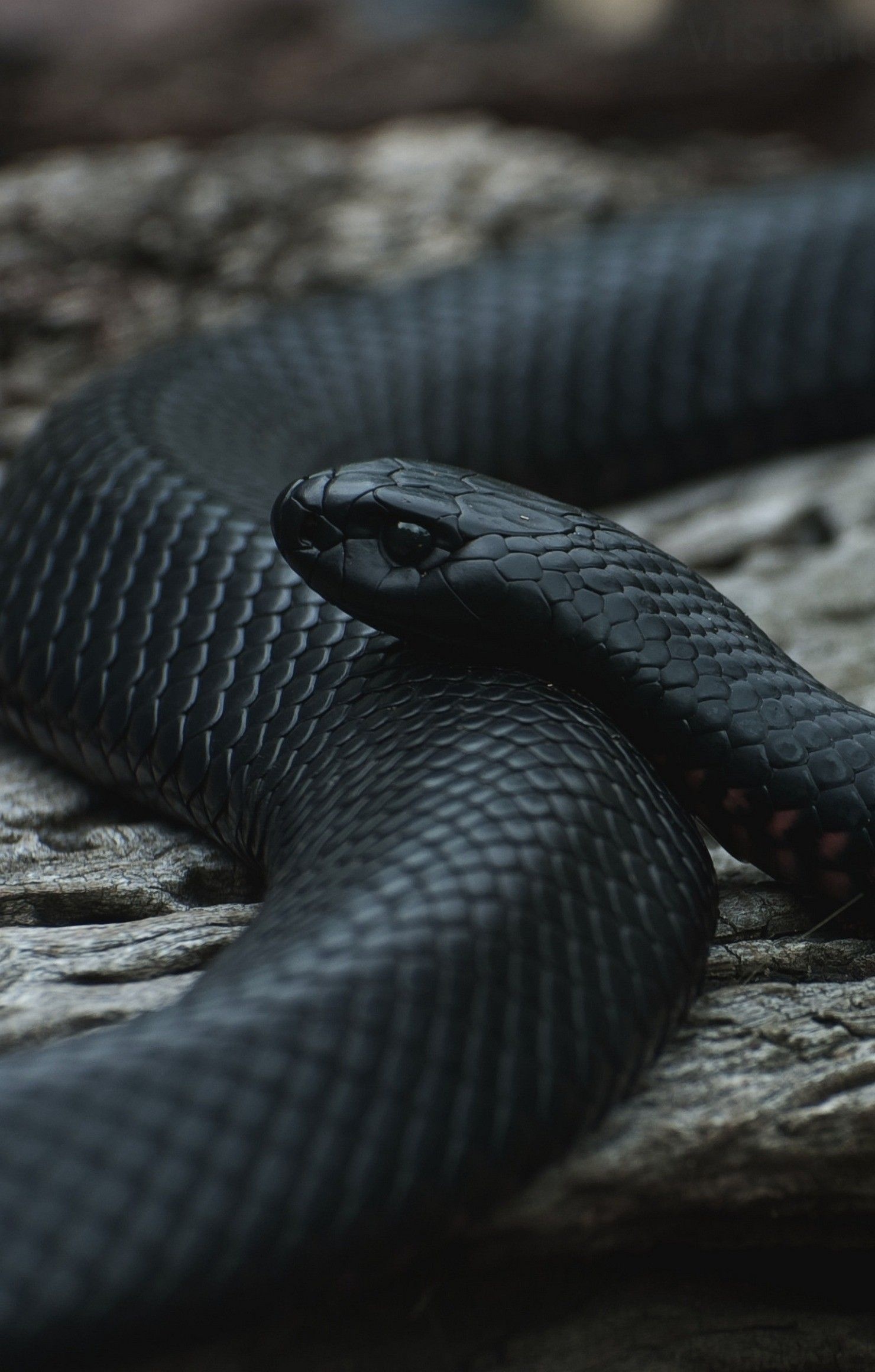 Dark serpent, iPhone wallpaper, Snake's agility, Captivating visuals, 1480x2320 HD Handy