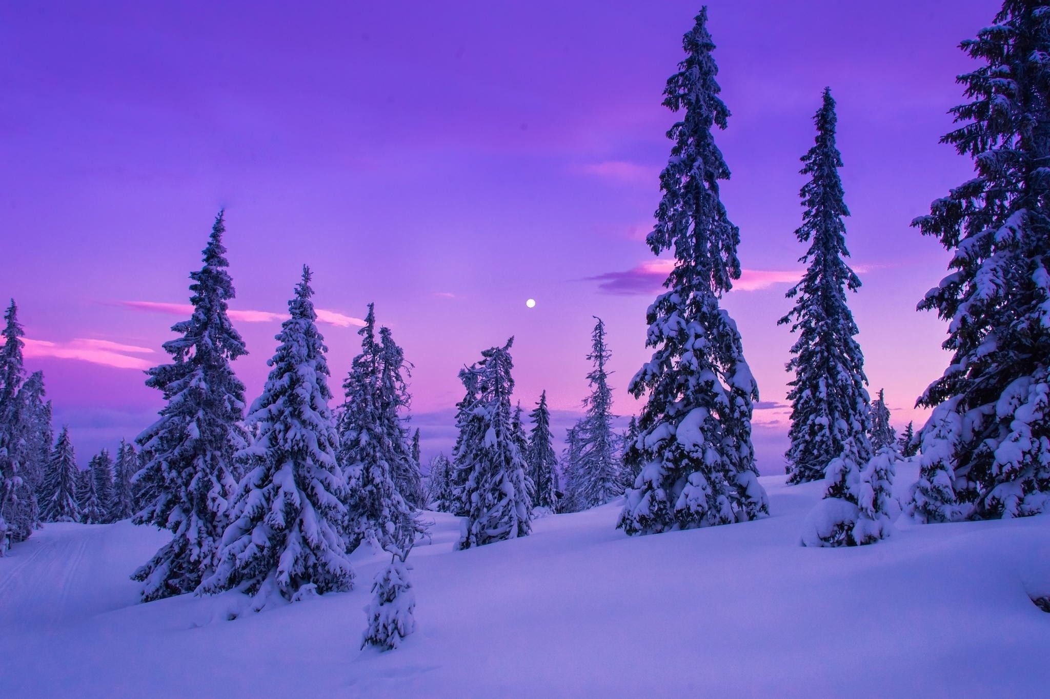 Snow, Winter landscape, Winter wonderland, Spruce trees, 2050x1370 HD Desktop