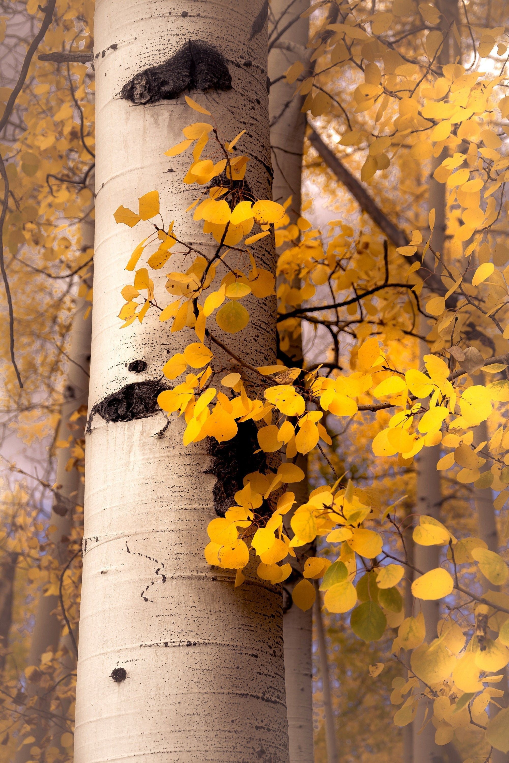 Fall aspen trees, Golden beauty, Colorado's palette, Nature's artwork, 2010x3000 HD Phone