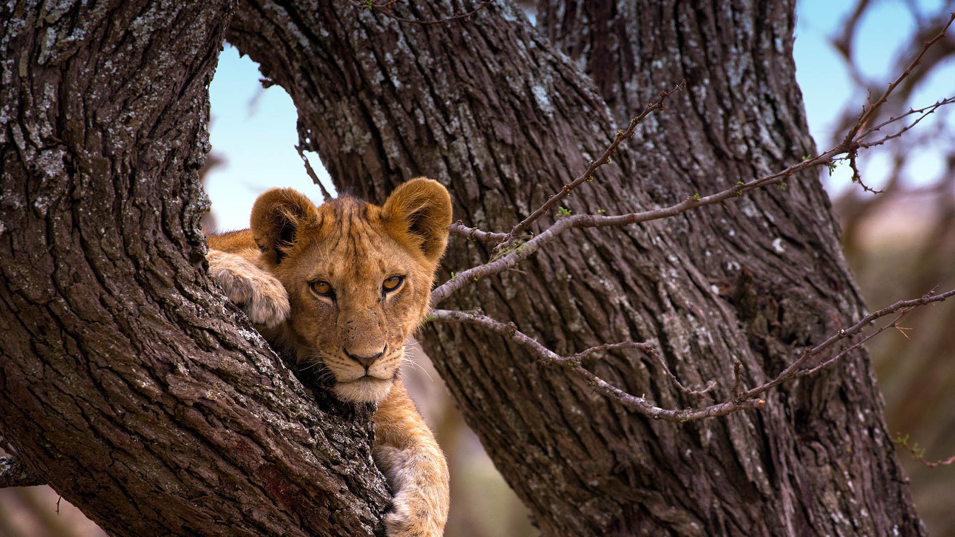 Serengeti National Park, Ultimate Guide, Safari Tours, Tanzania, 1920x1080 Full HD Desktop