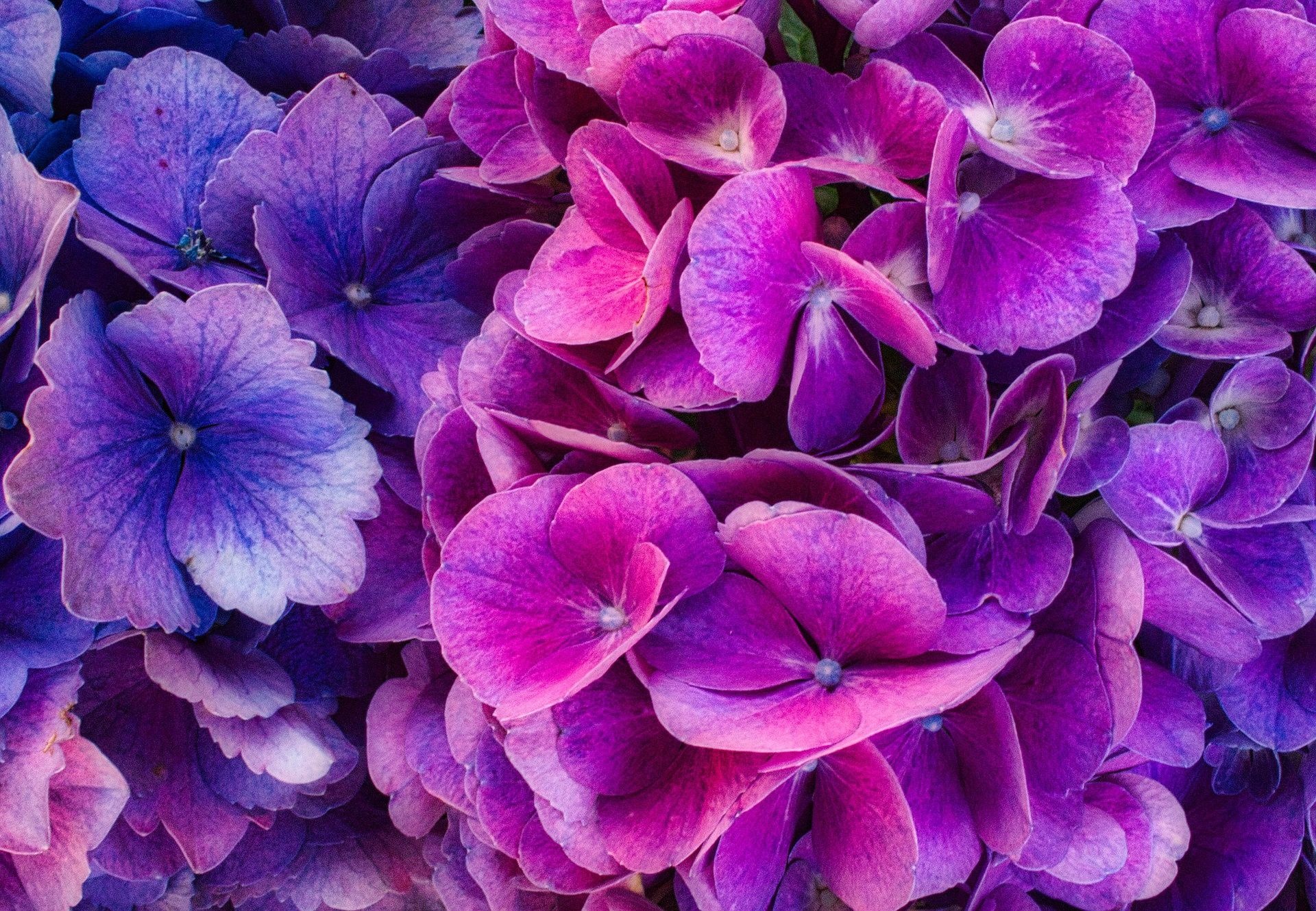 Purple hydrangea, Nature's palette, Delicate blooms, Floral dreams, 1920x1330 HD Desktop