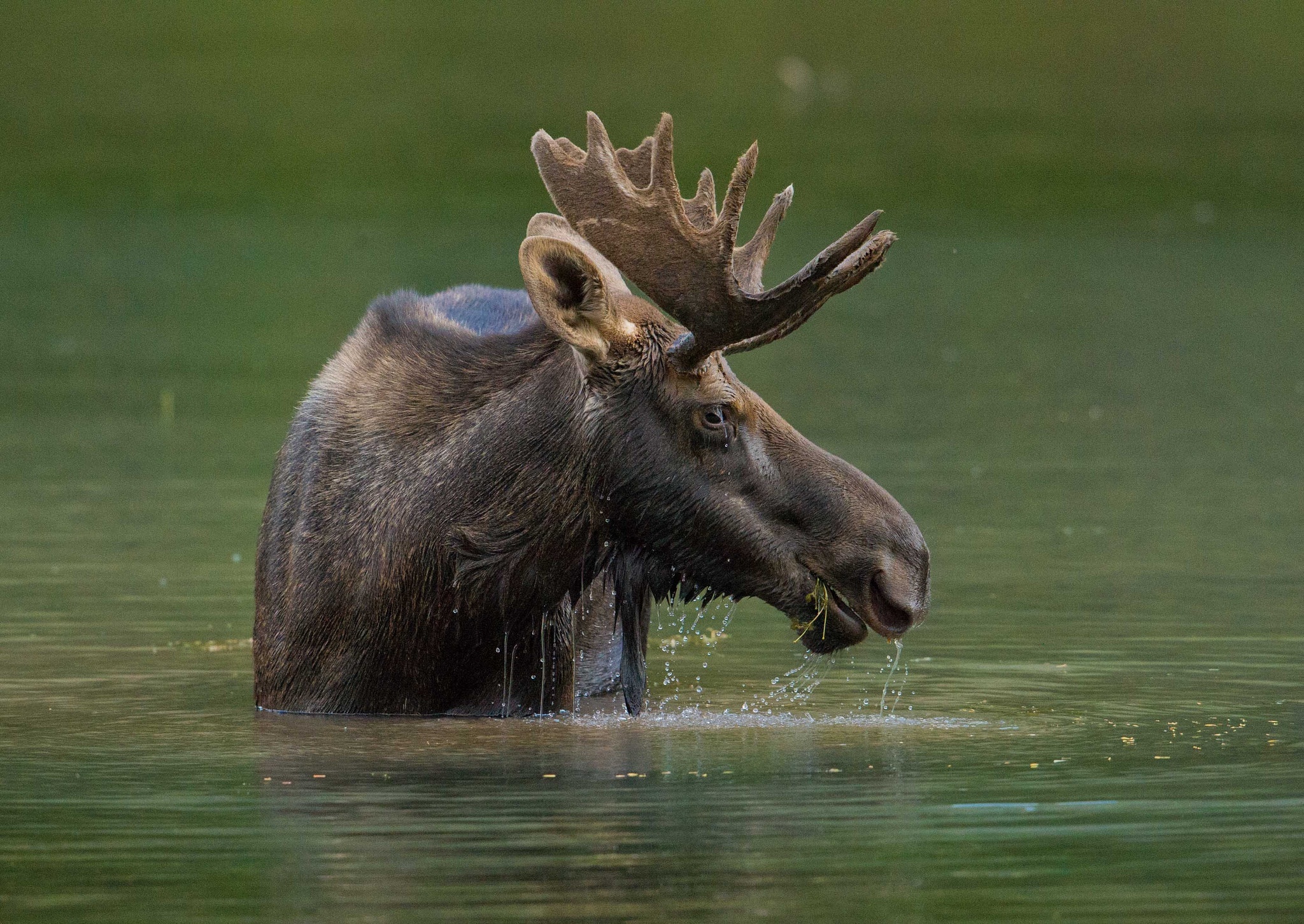 Moose wallpaper, Watery habitat, Animal grace, Nature's spectacle, 2050x1460 HD Desktop