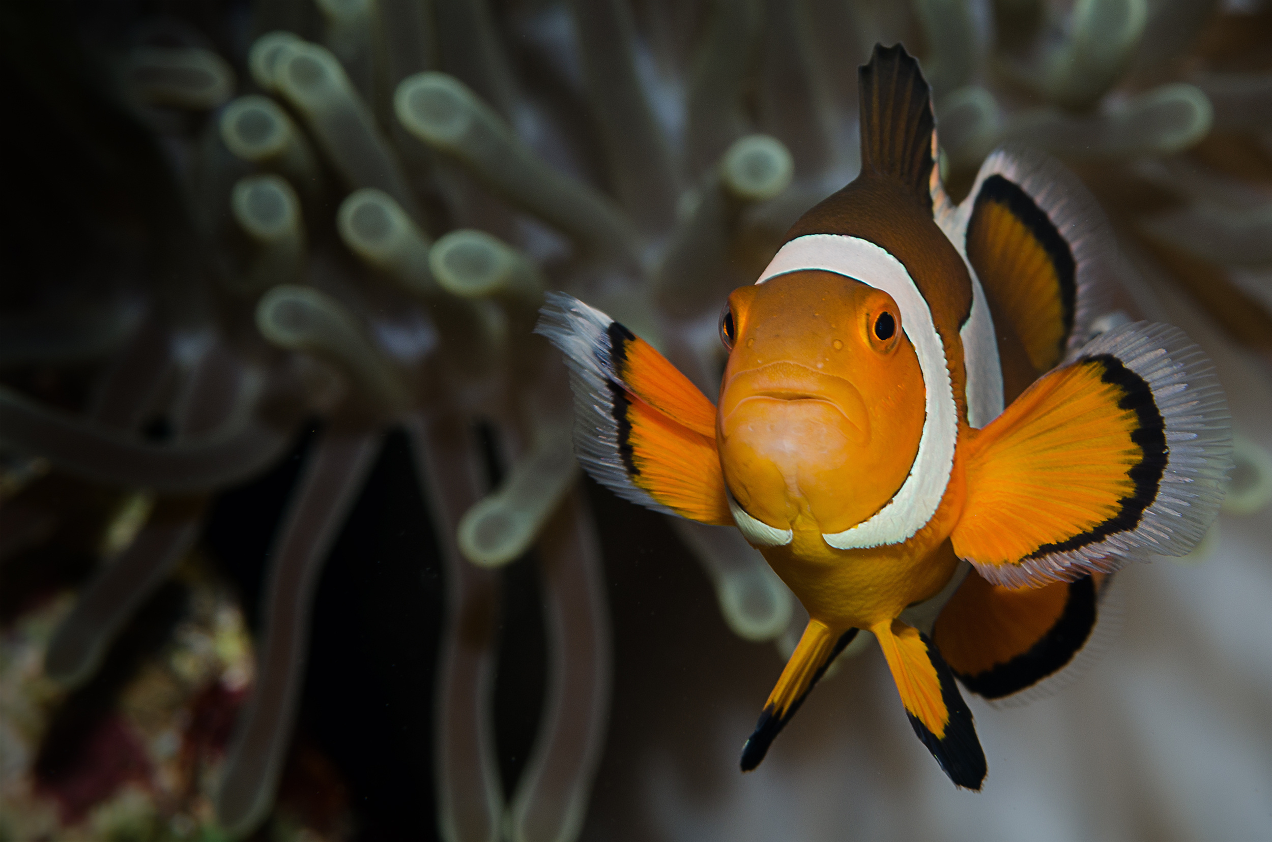 Clown Fish: Protandrous hermaphrodites, Have the ability to change their sex to female. 2500x1660 HD Wallpaper.