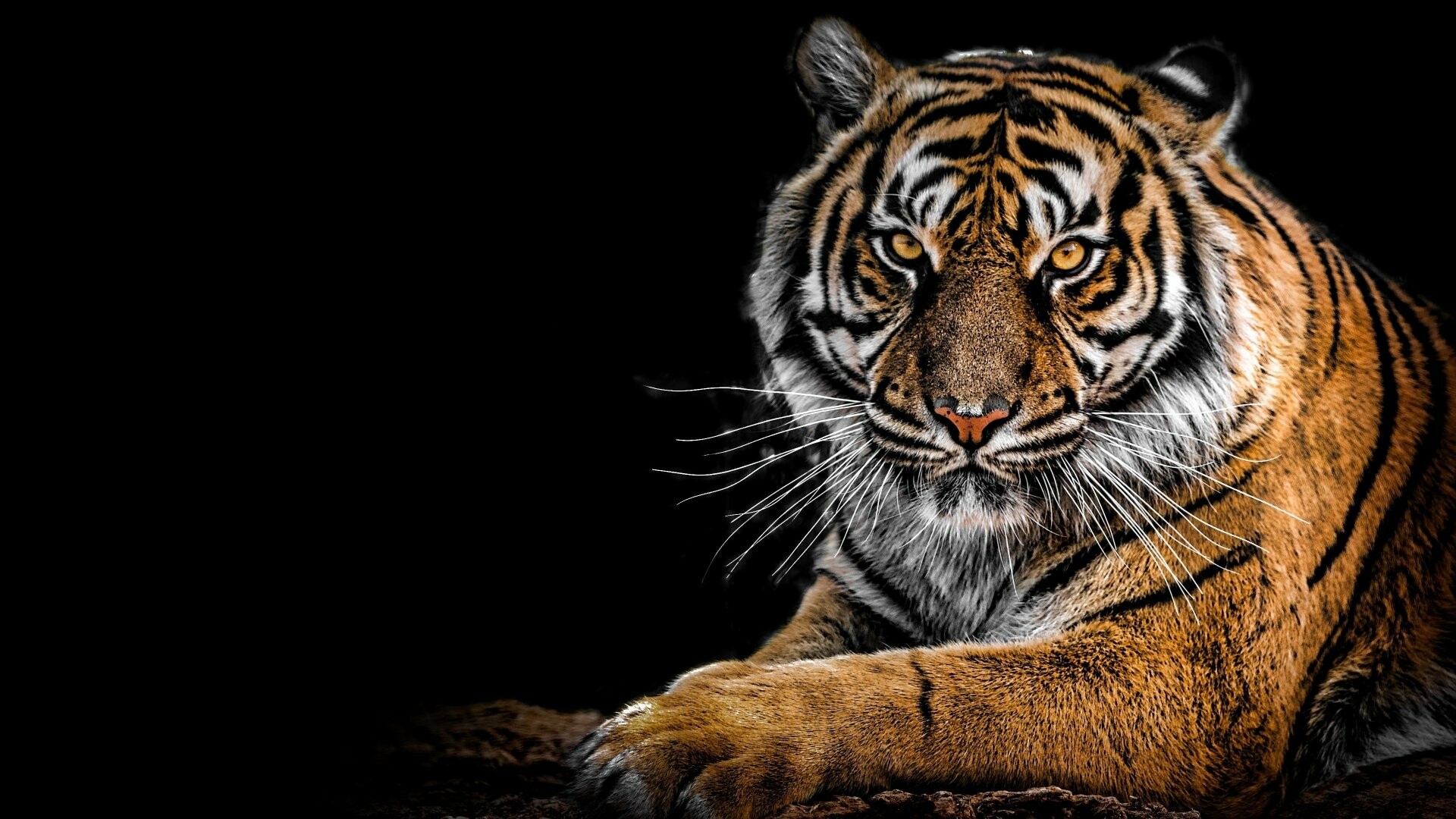 Tiger: Tigers have large front paws with long sharp claws, They use these to bring down prey, but also to scratch trees in order to mark their territory. 1920x1080 Full HD Wallpaper.