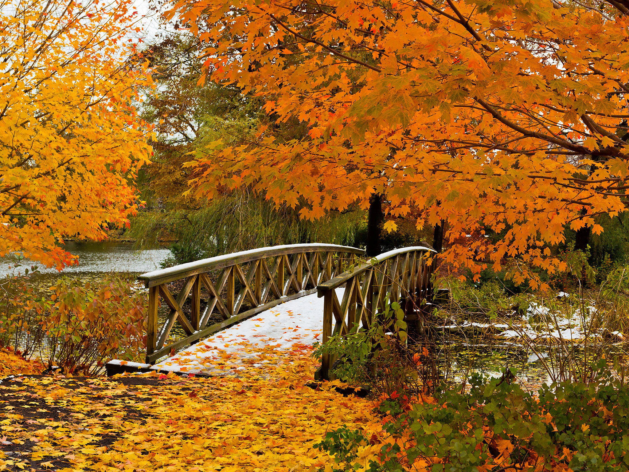 Chicago fall peek, Urban foliage, Windy City autumn, Seasonal shift, Nature's clockwork, 2050x1540 HD Desktop
