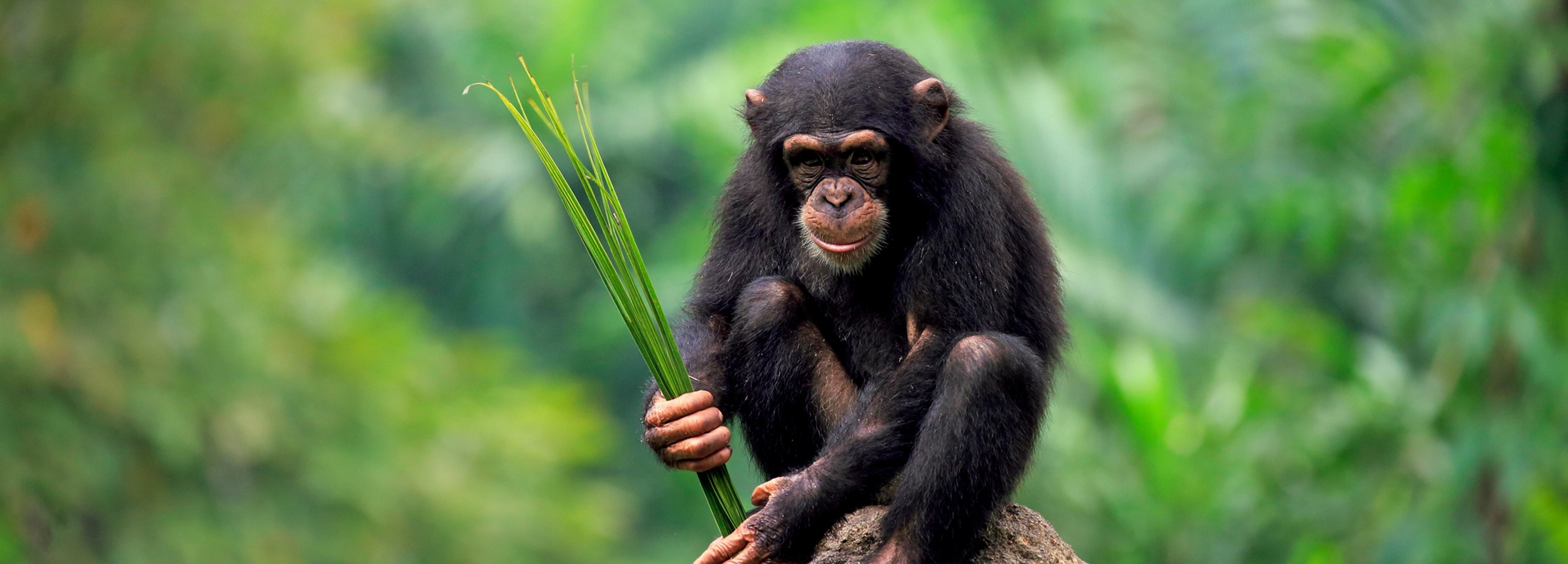 Chimpanzee's quest for honey, Extraordinary behavior, BBC Earth, 3450x1240 Dual Screen Desktop