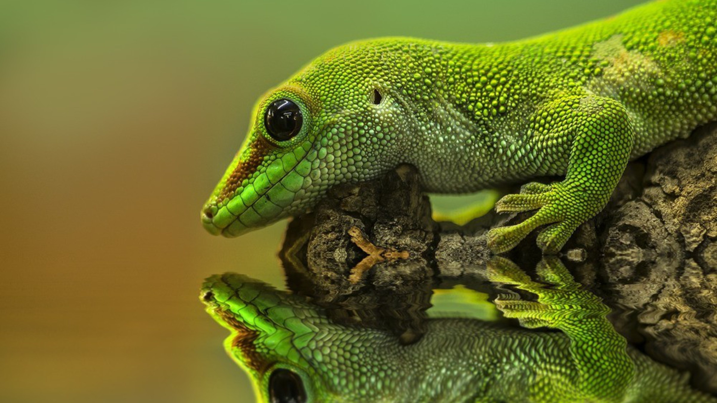 Gecko: European green lizard, Often seen sunning on rocks or lawns, or sheltering amongst bushes. 2400x1350 HD Background.