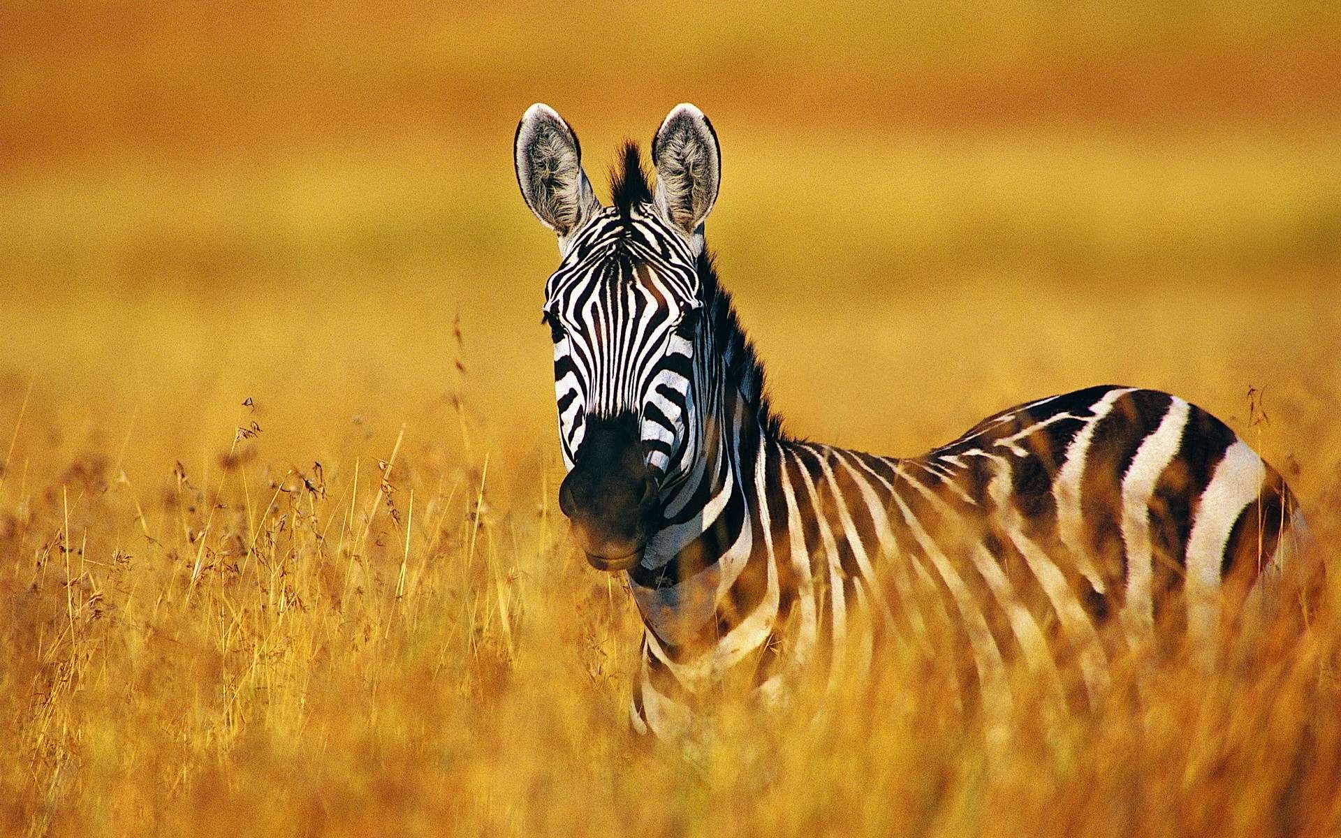 170 zebra wallpapers, Unique markings, African grasslands, Nature's wonder, 1920x1200 HD Desktop