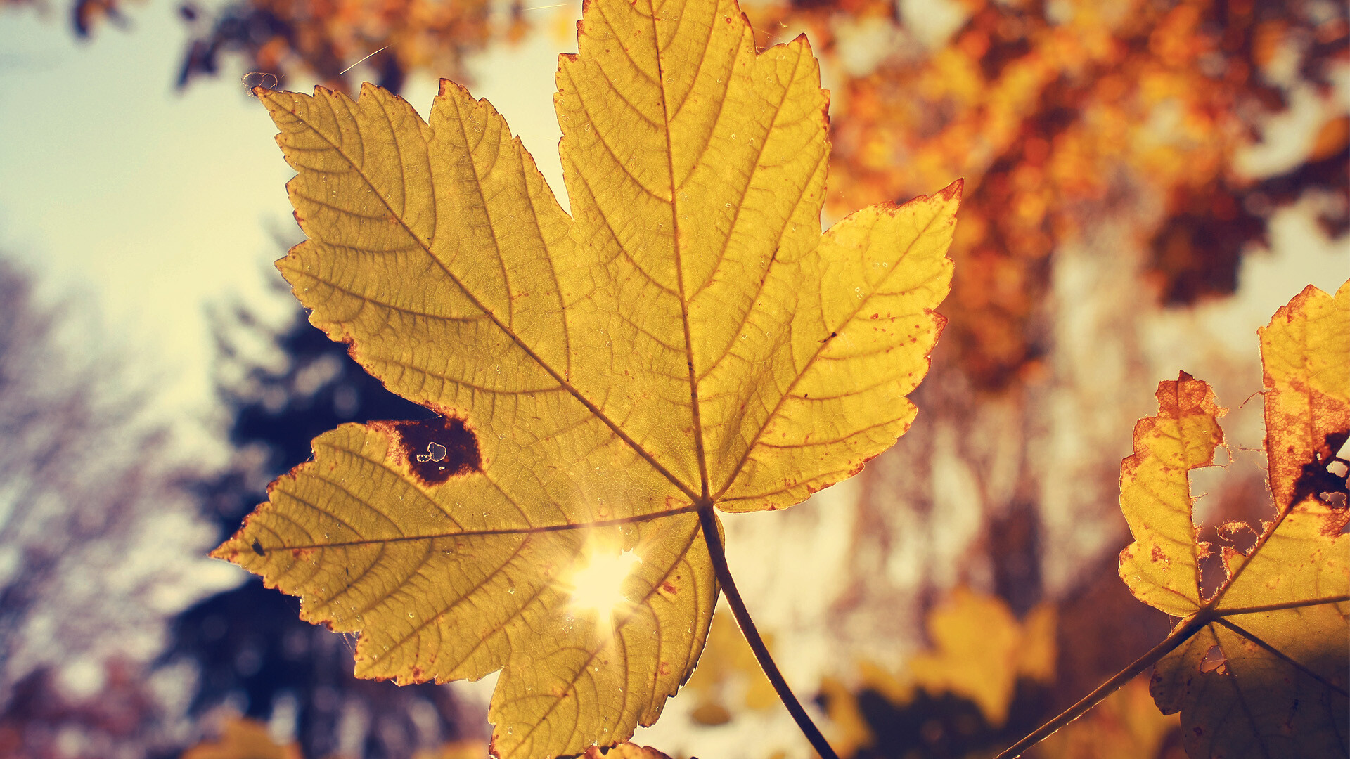 Gold Leaf: Light shining through autumn foliage, The veins of leaves, Maple, Acer pseudoplatanus. 1920x1080 Full HD Wallpaper.