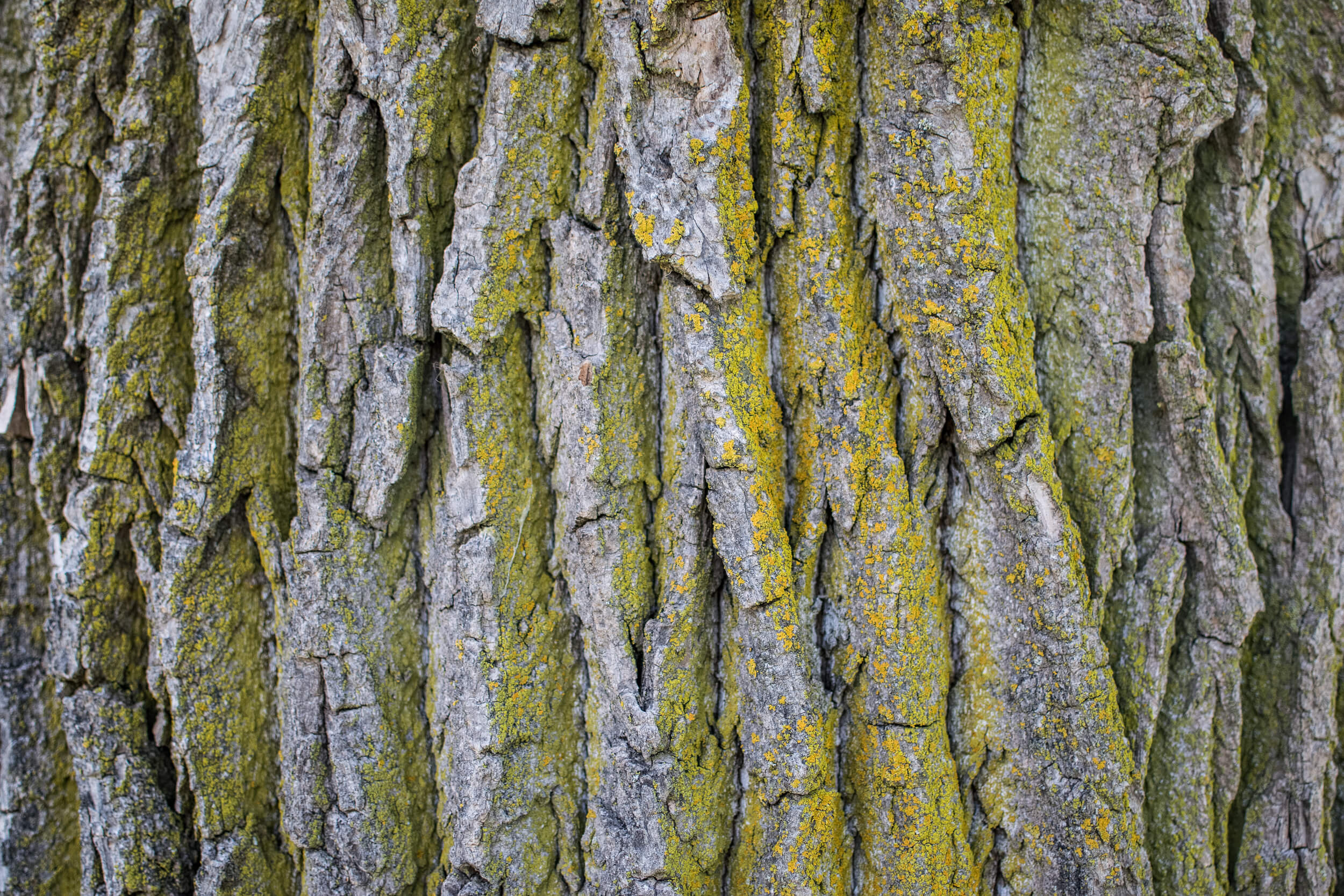 Eastern cottonwood, Purdue Fort Wayne, Natural beauty, Tree species, 2500x1670 HD Desktop