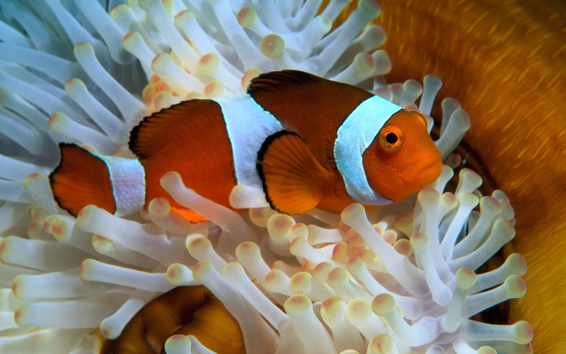 Clownfish wallpaper, High-definition image, Oceanic habitat, Underwater fauna, 1920x1200 HD Desktop